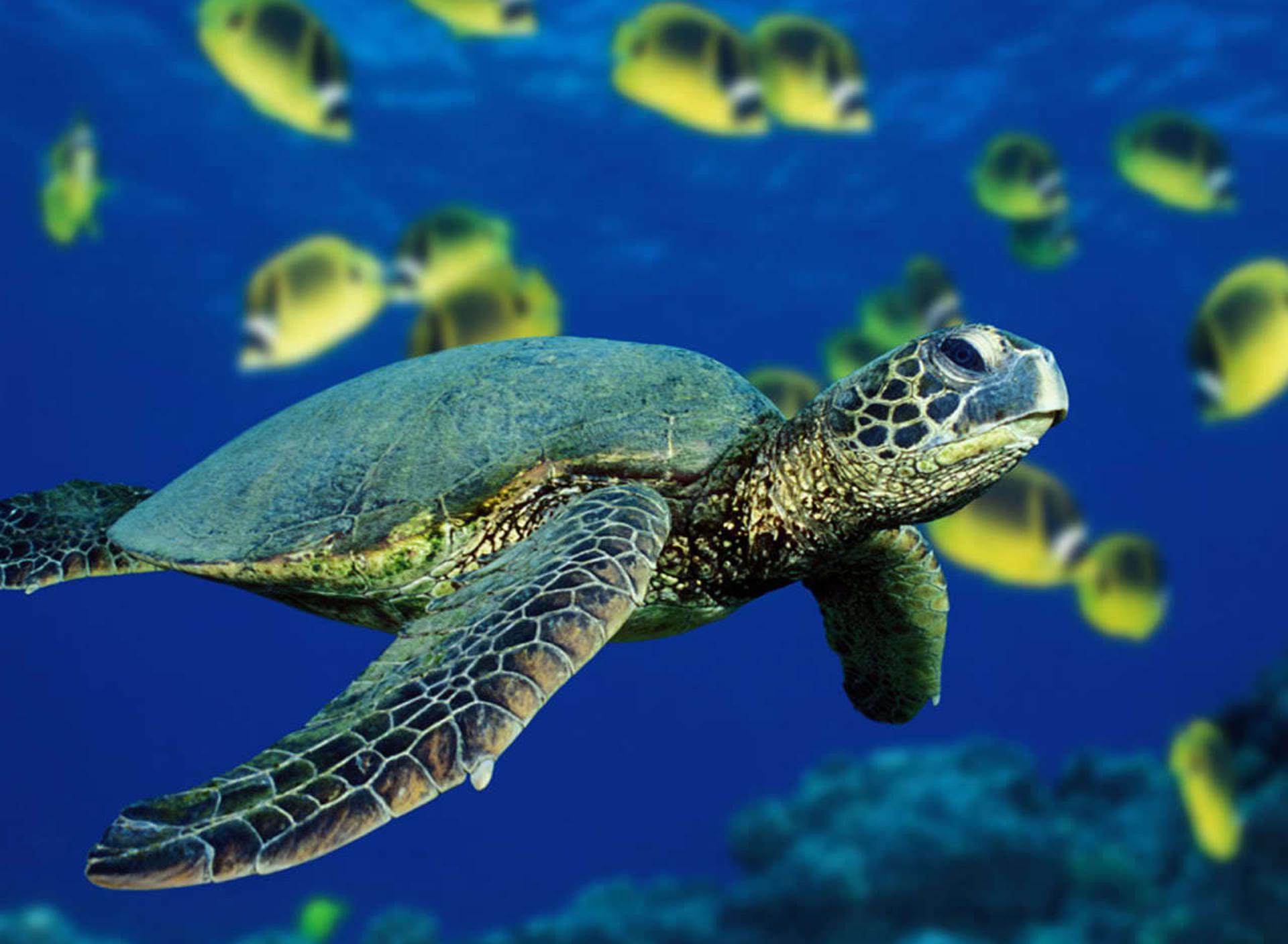 Turtle swimming under the ocean water see animal