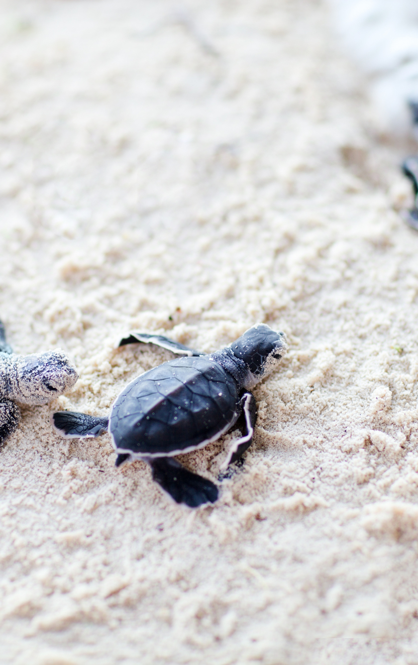 Download wallpaper 840x1336 cute, baby, turtles, sand, iphone iphone 5s, iphone 5c, ipod touch, 840x1336 HD background, 5802