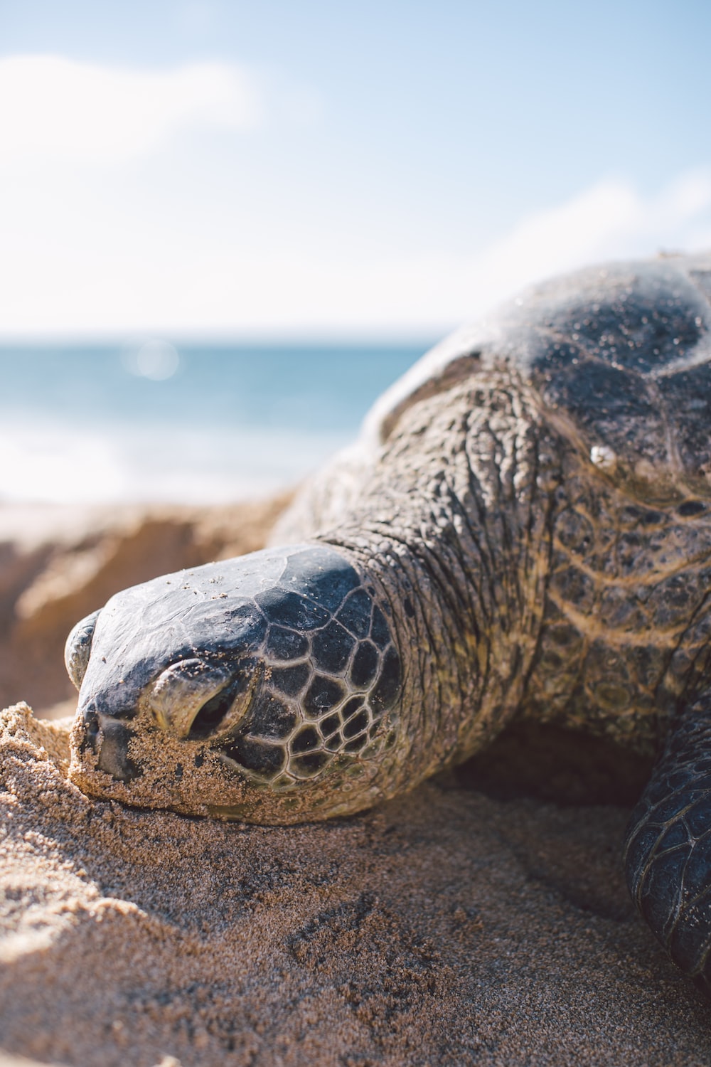 gray turtle on seashore photo