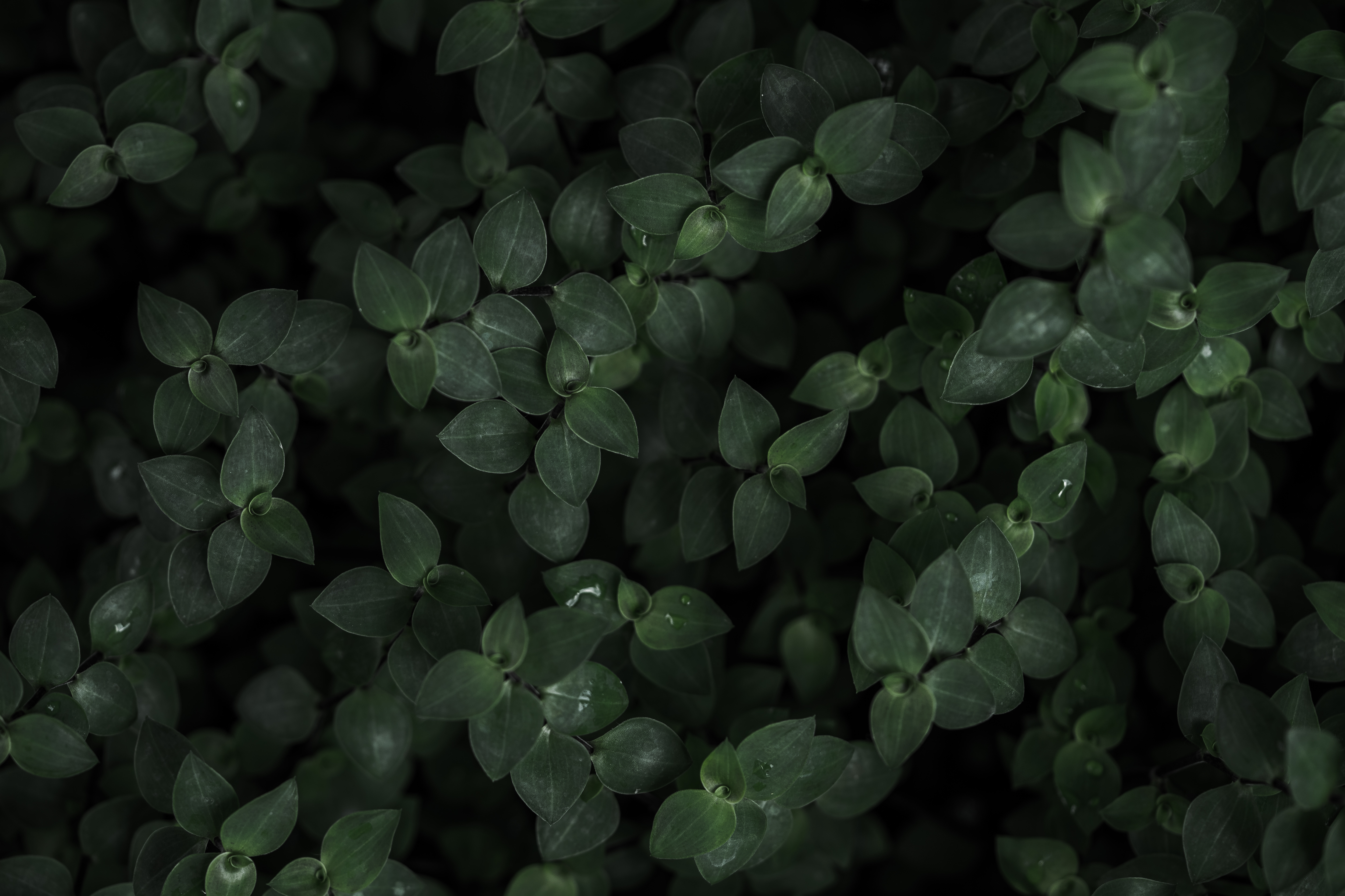 Dark Plant Background Free