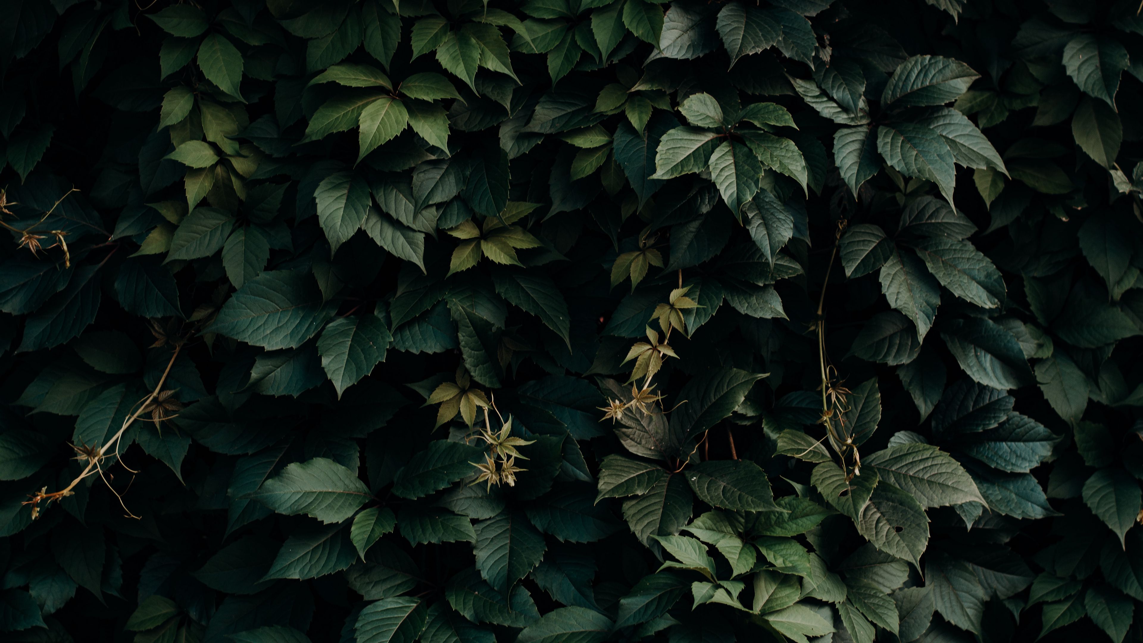 Wallpaper / leaves, green, plant, dark, shade, 4k free download