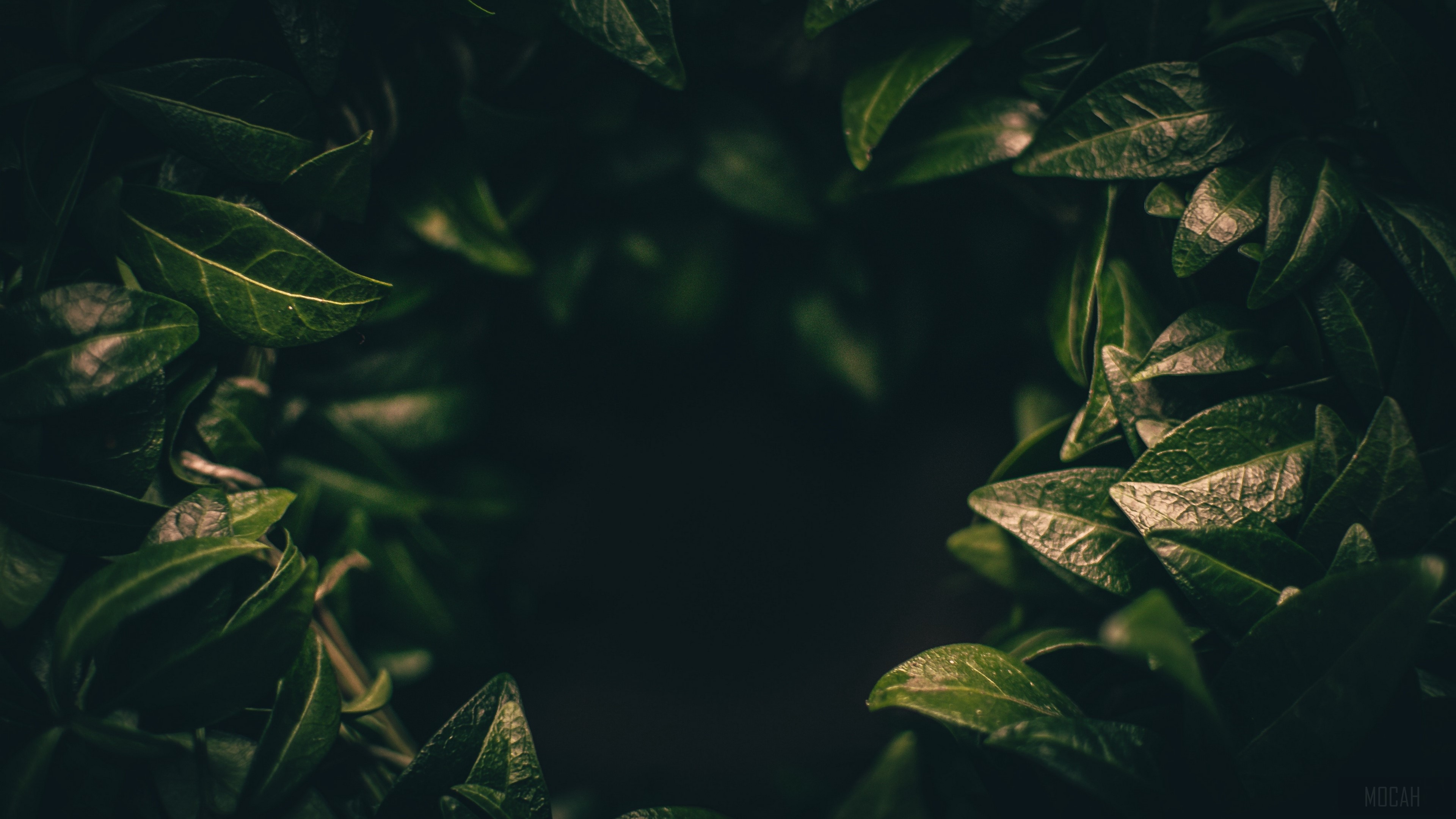 leaves, dark, plant, green, blur, closeup 4k Gallery HD Wallpaper