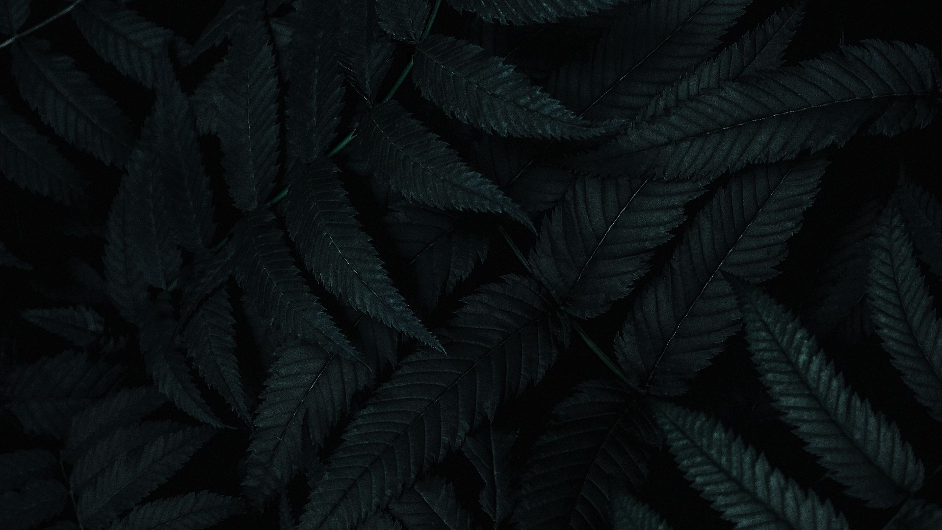 Leaves, Dark, Plant, Great Wallpaper Download