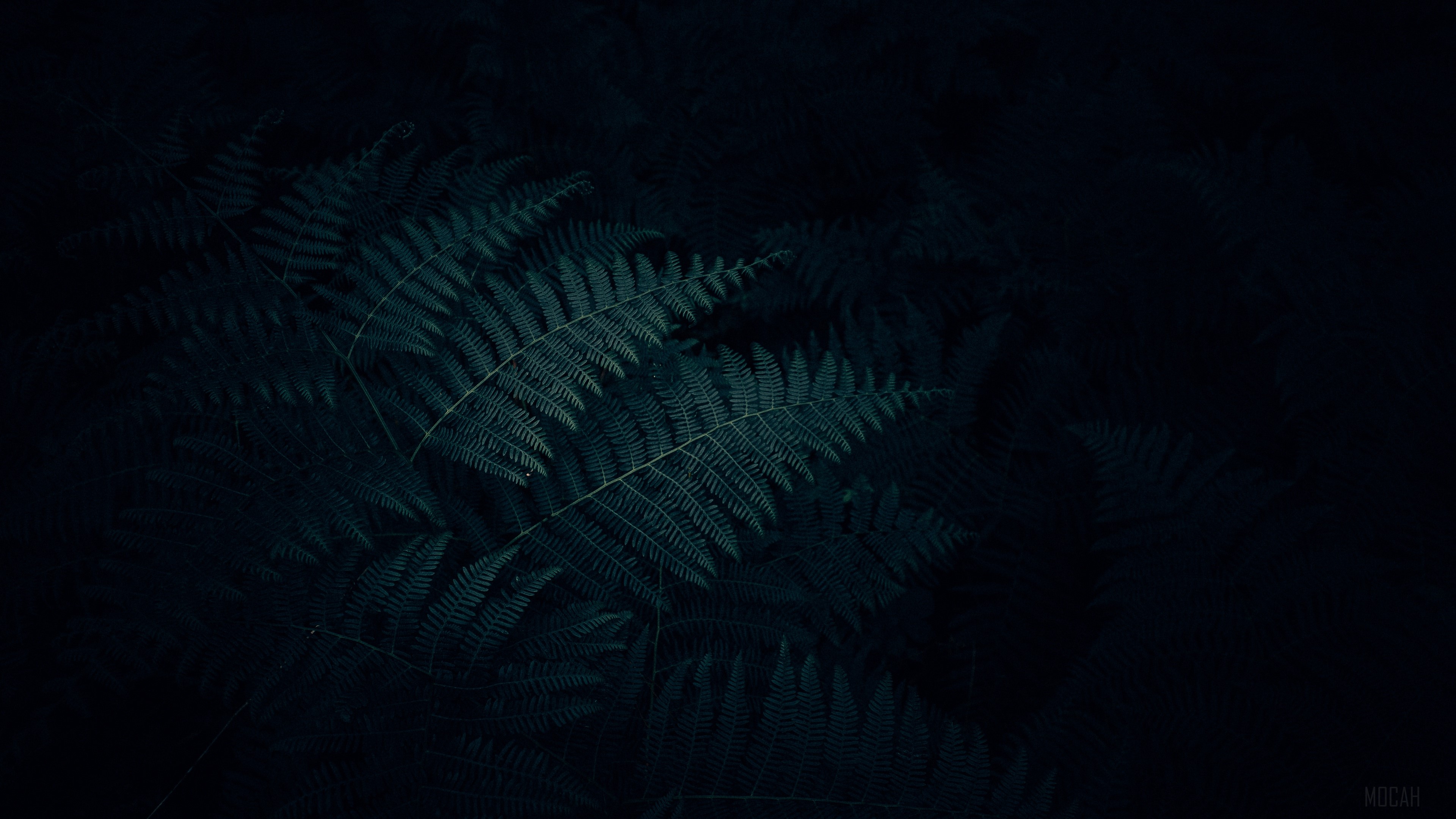 fern, leaves, plant, dark, carved 4k Gallery HD Wallpaper