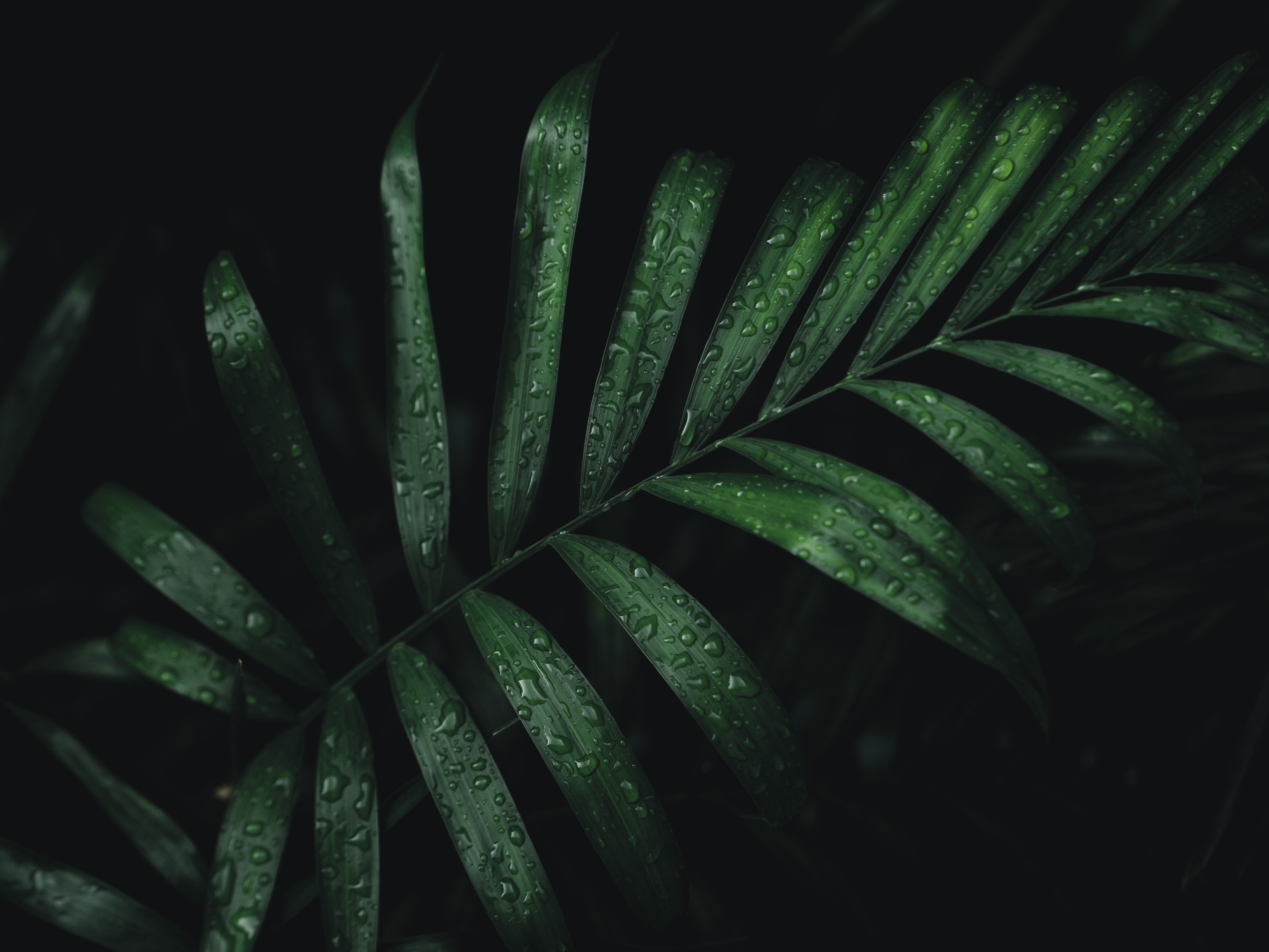 Dark Green Plants Photo, Download Free Dark Green Plants & HD Image