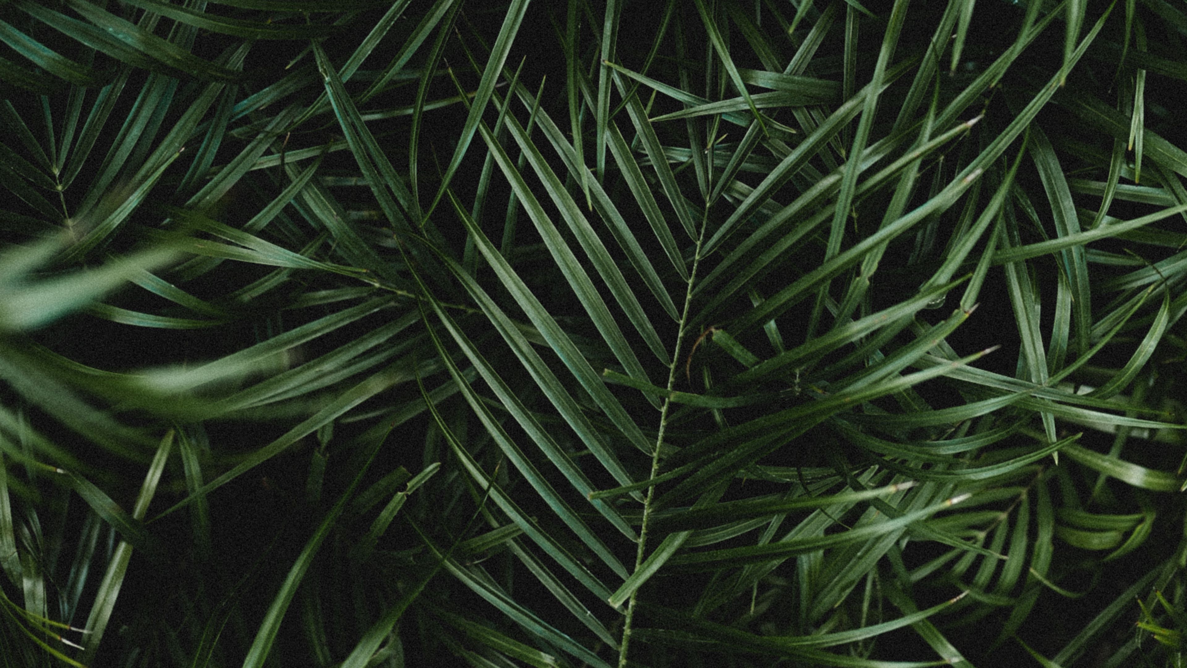 Wallpaper / palm, leaves, branches, plant, green, dark, 4k free download