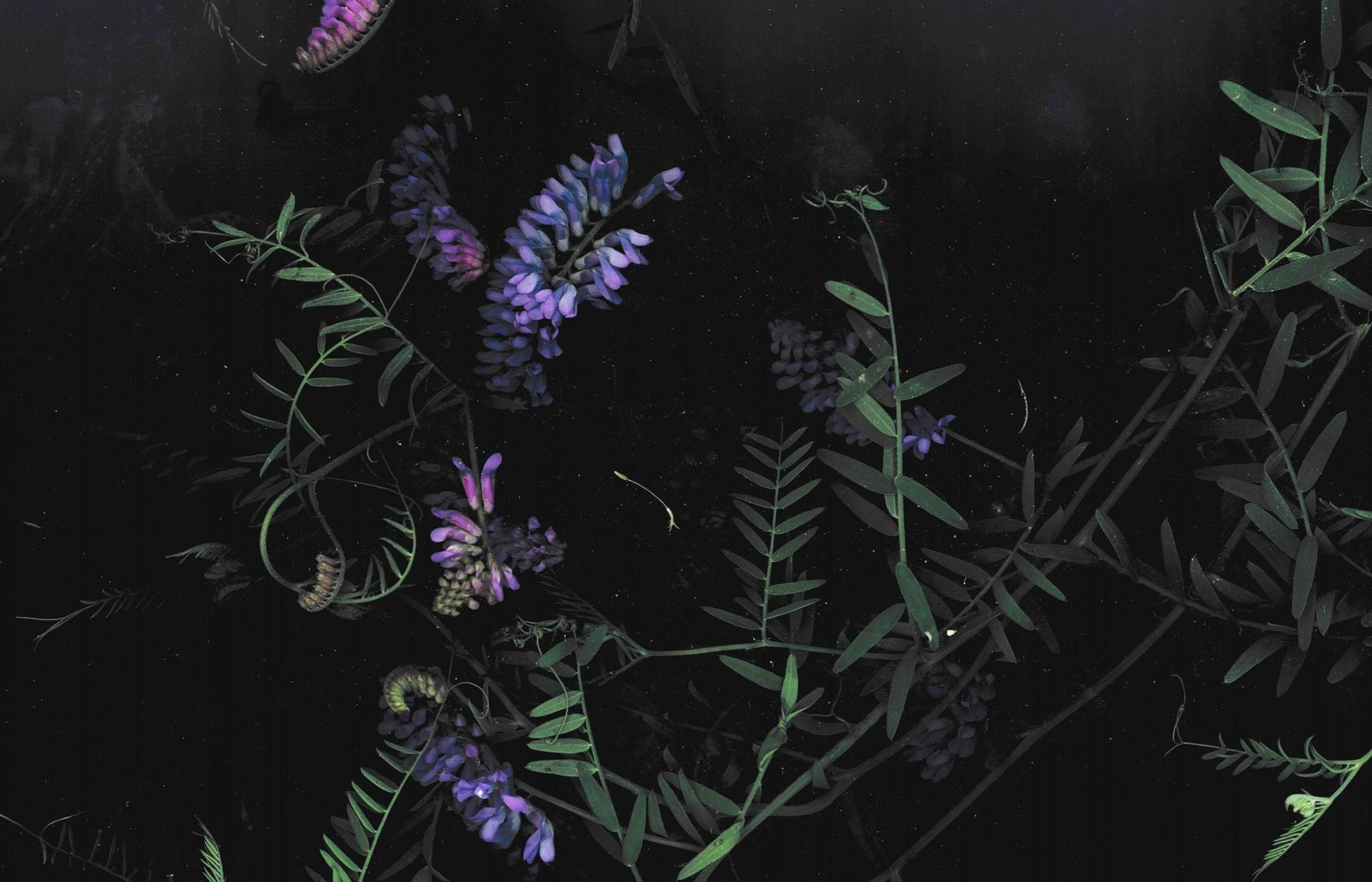 Download Purple Dark HD Flowers Desktop Wallpaper
