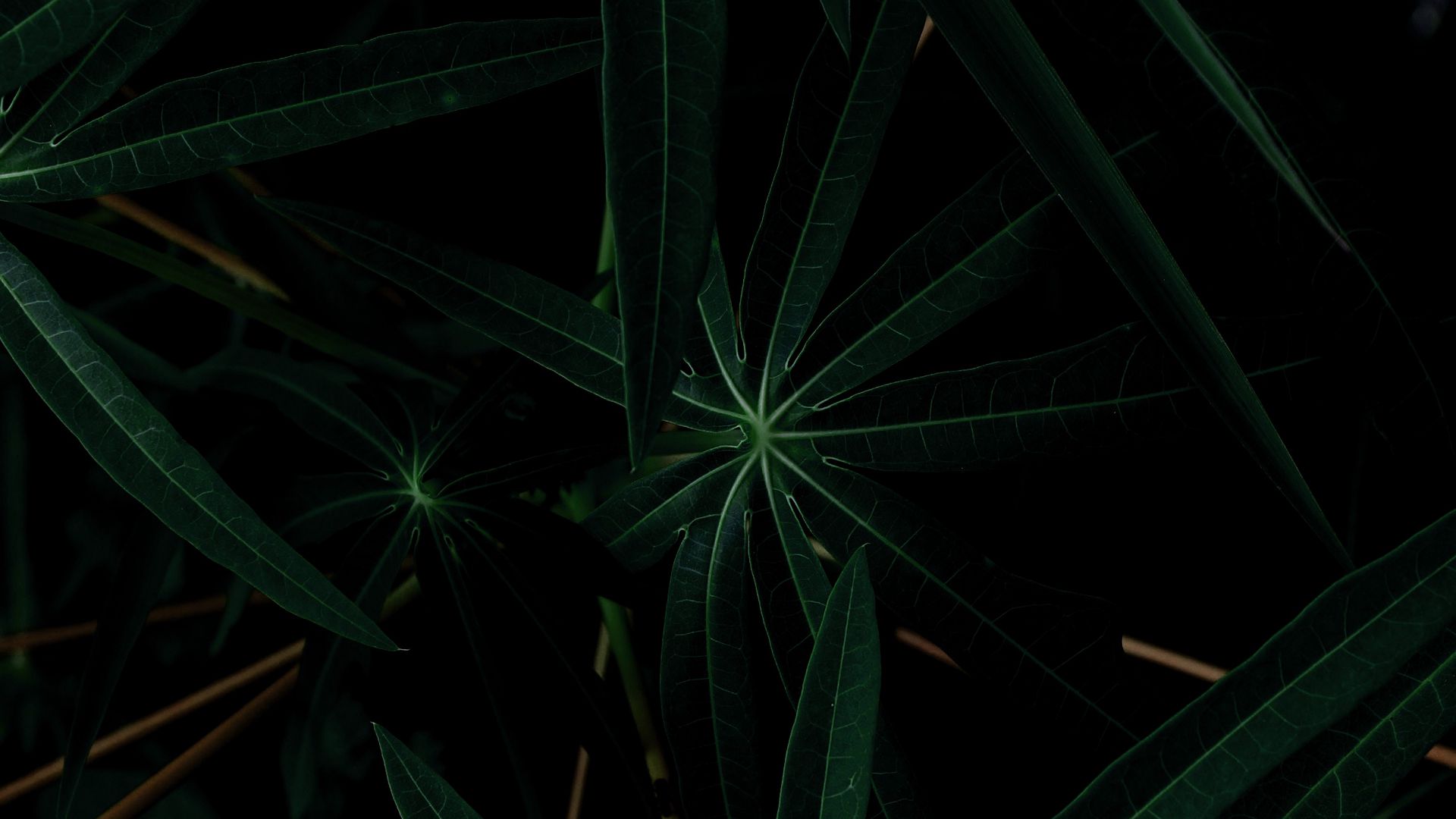 Leaves, Plant, Dark Great Wallpaper Download