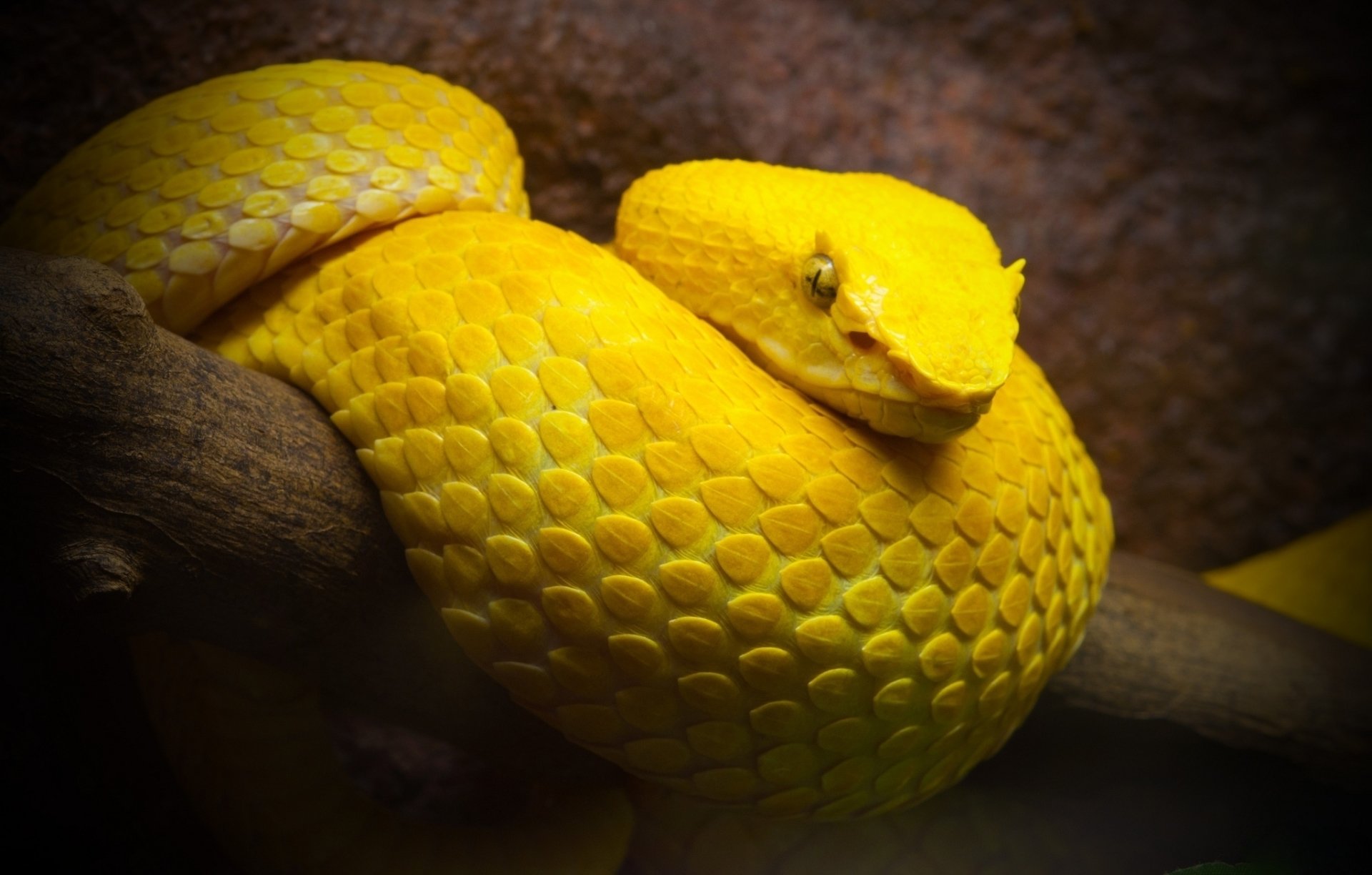 Eyelash Viper HD Wallpaper and Background