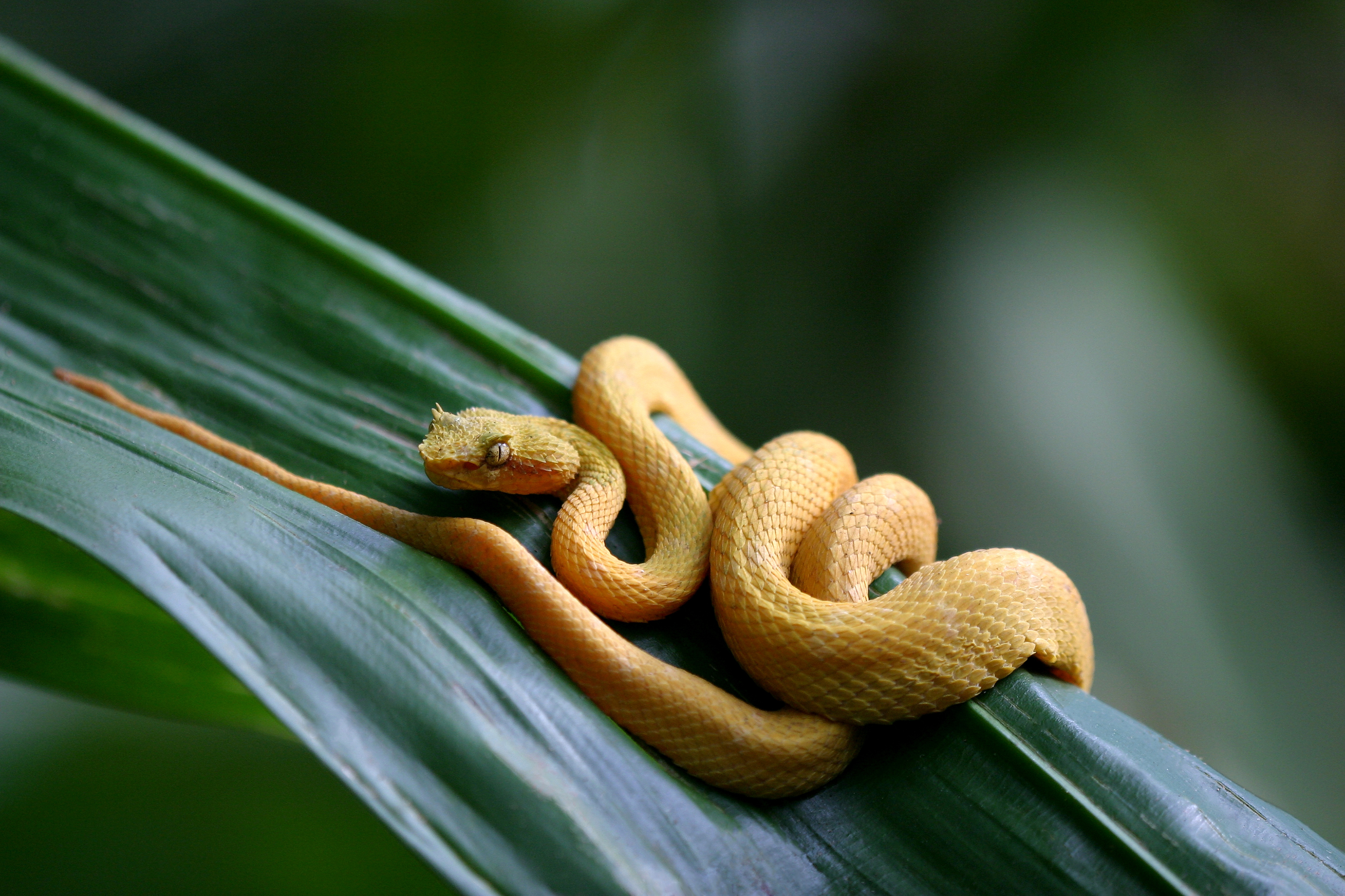 Eyelash Viper, Snake