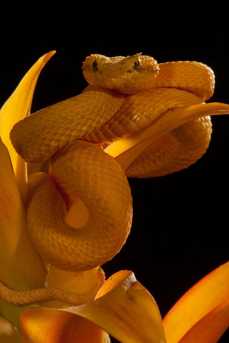 1G0W0930. Beautiful snakes, Reptile snakes, Snake