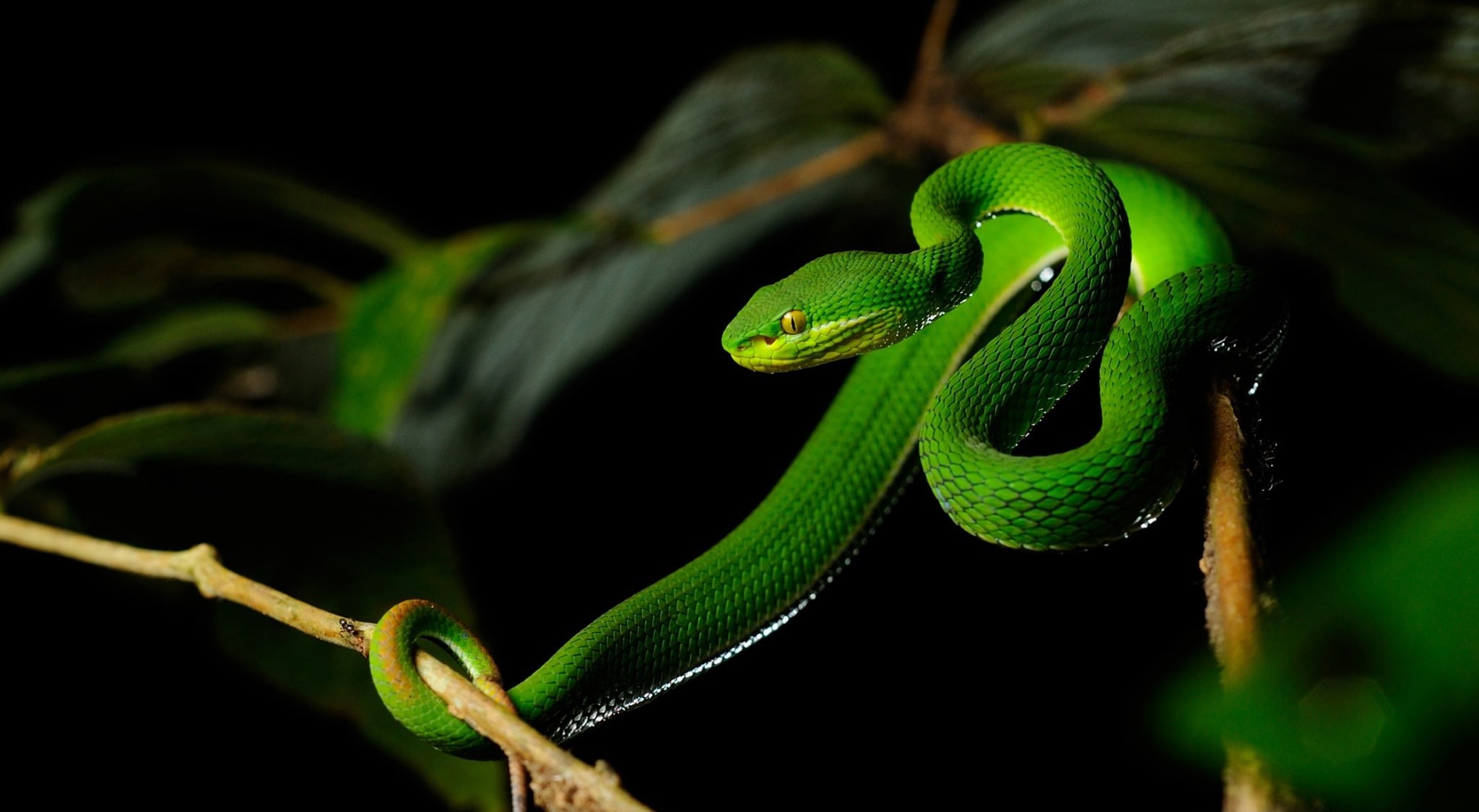 Wallpaper / kaeng, plant, outdoors, focus on foreground, viper, animal themes, subadult, no people, greensnakes, whitelippedpitviper, poisonous, reptiles, rainforest free download