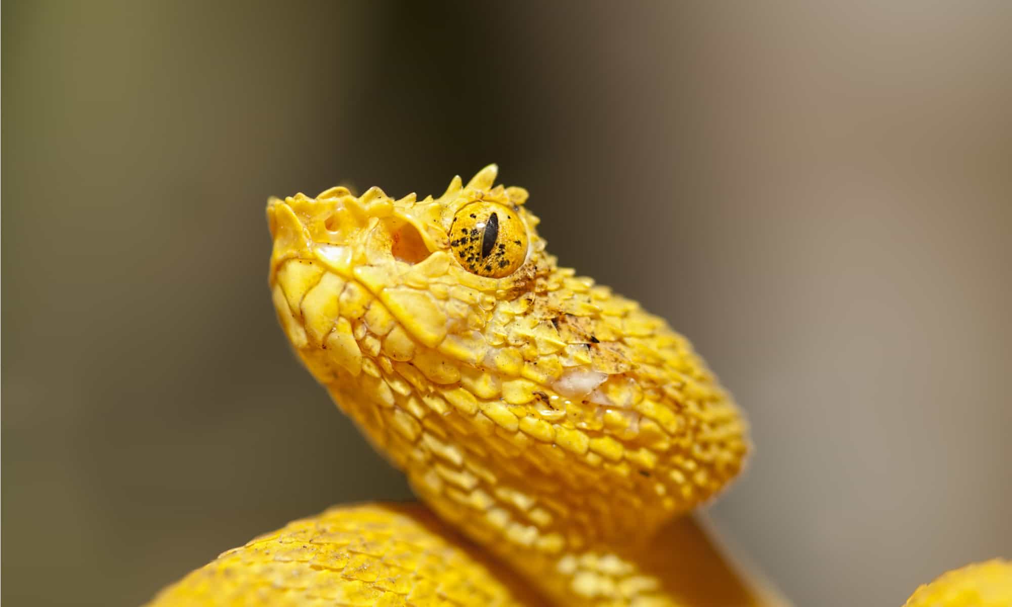 Eyelash Viper Animal Facts