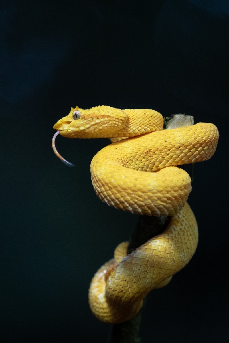 Eyelash Pit Viper, Digital Photography Review