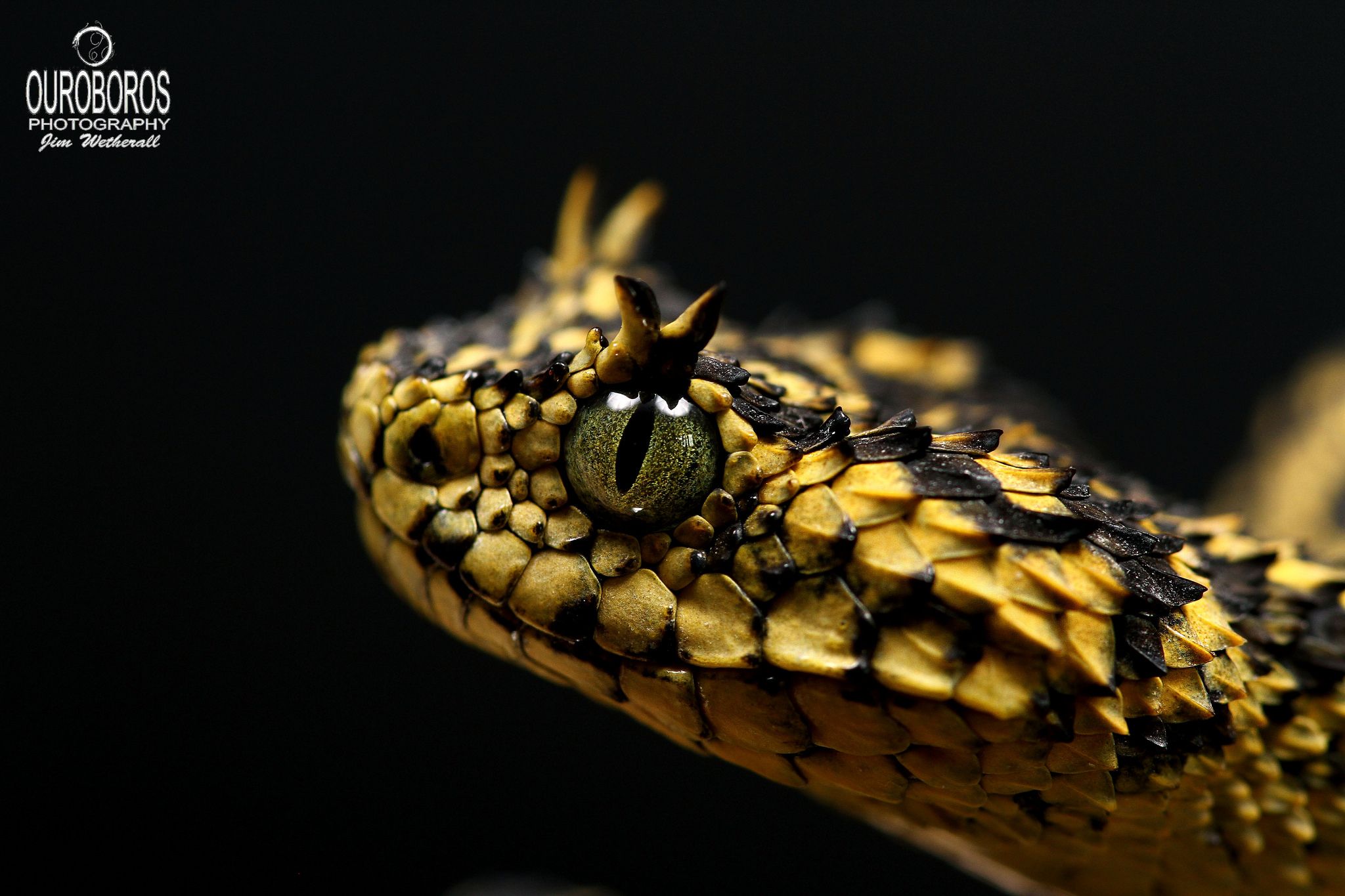 Eyelash Viper Wallpapers - Wallpaper Cave