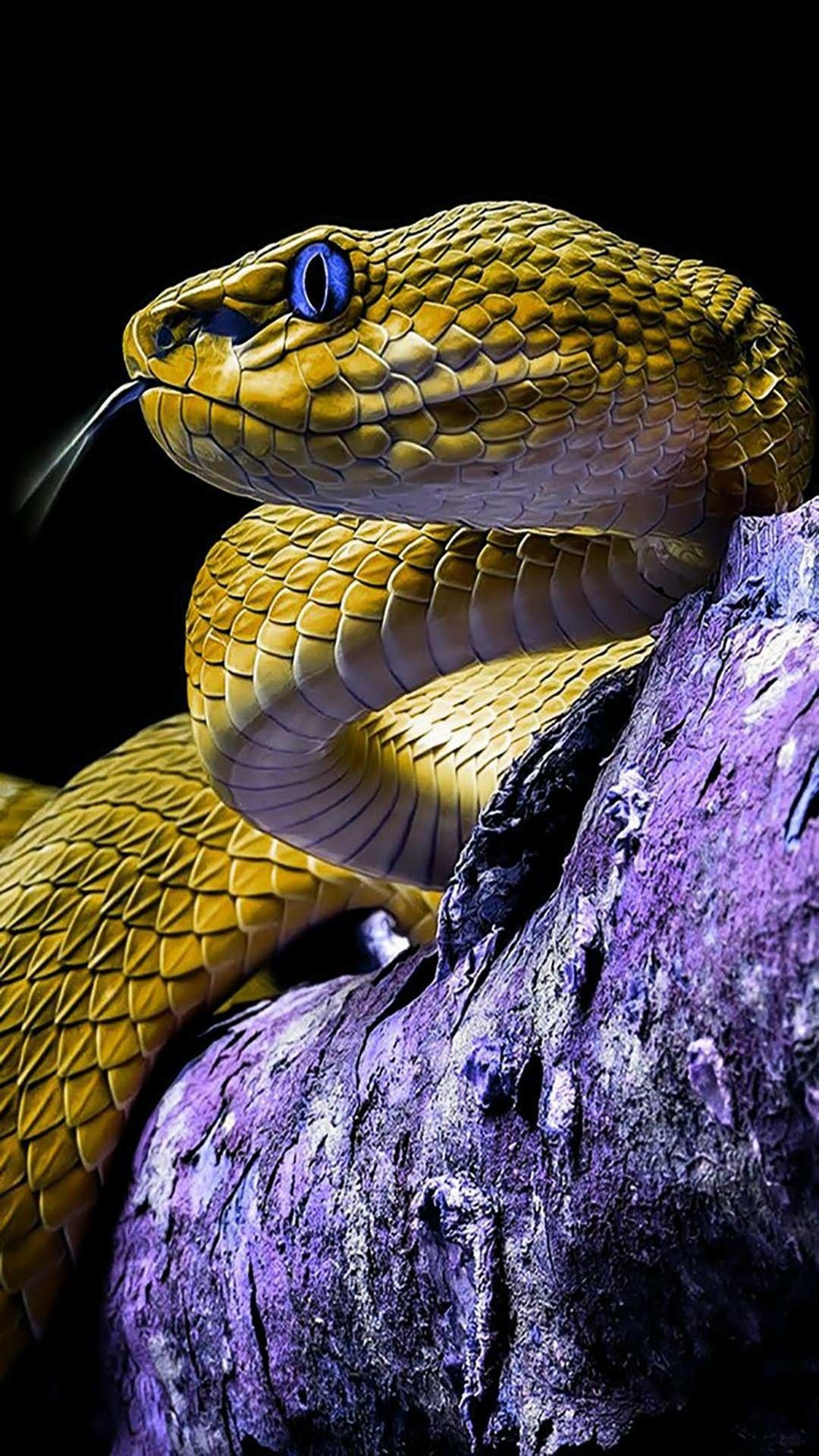 Snake wallpaper. Snake wallpaper, Cute reptiles, Snake
