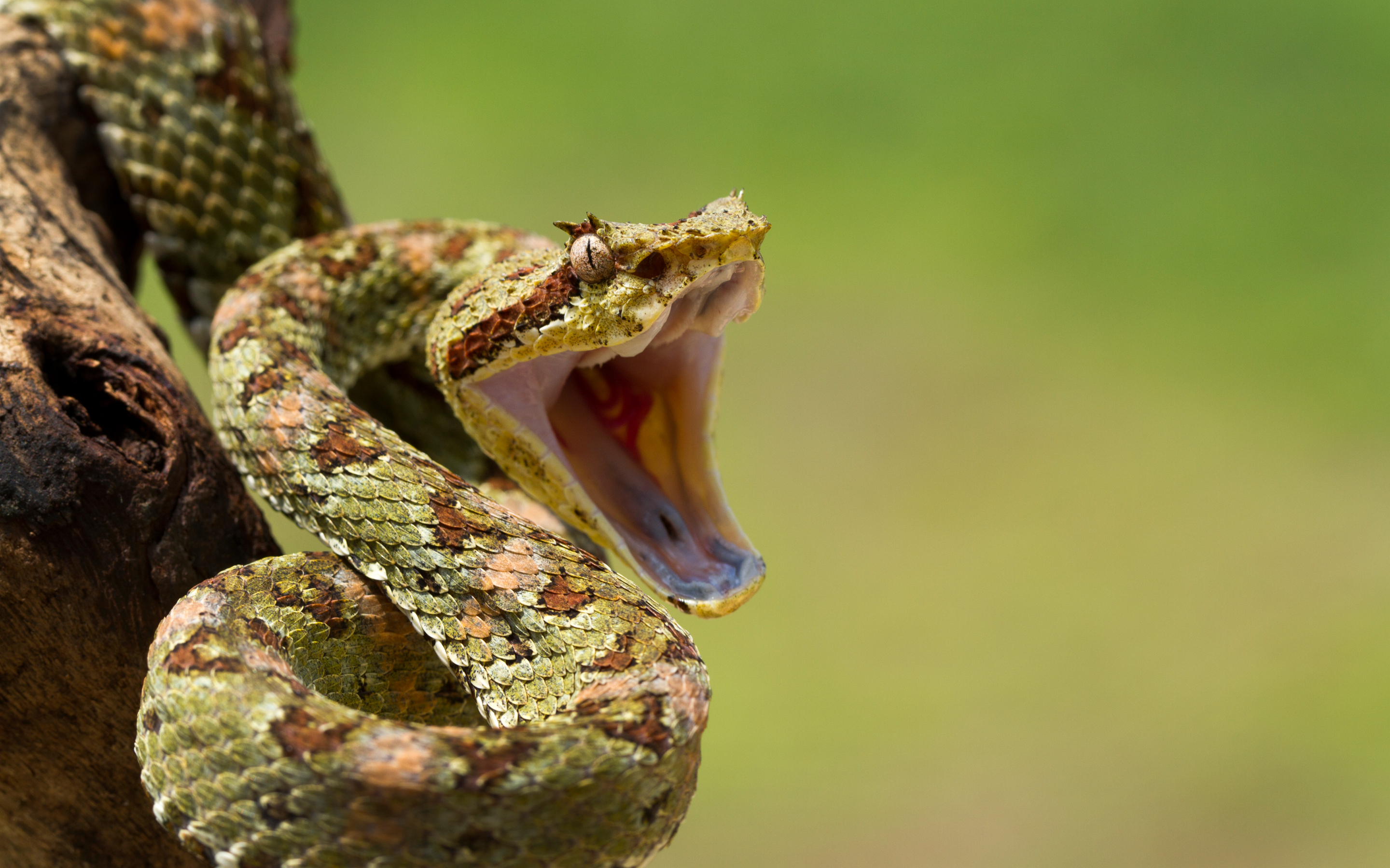 Download Eyelash Viper wallpaper for mobile phone, free Eyelash Viper HD picture