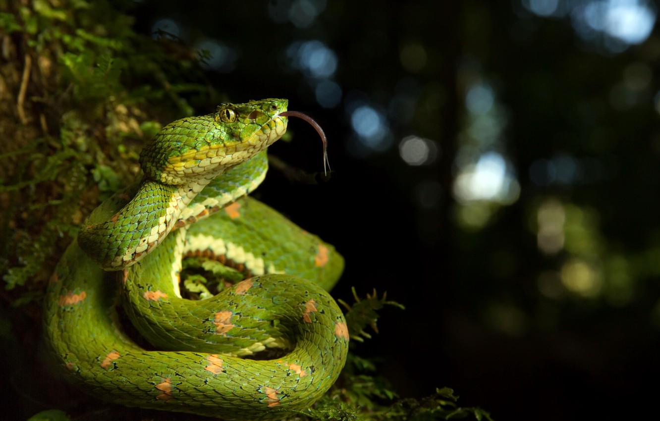 Wallpaper nature, background, Bothriechis schlegelii, Eyelash viper image for desktop, section животные