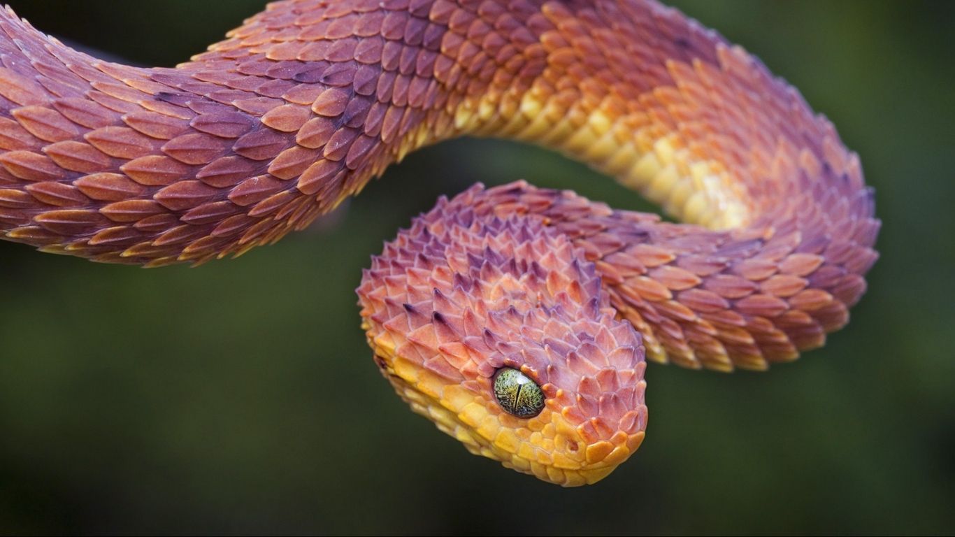 Wallpaper snake scales bend color. African bush viper, Poisonous snakes, Viper snake