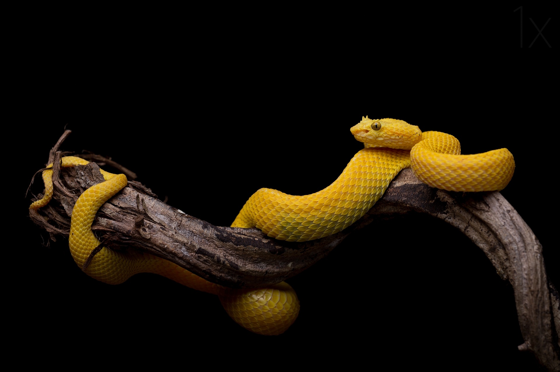 Bothriechis schlegelii Viper