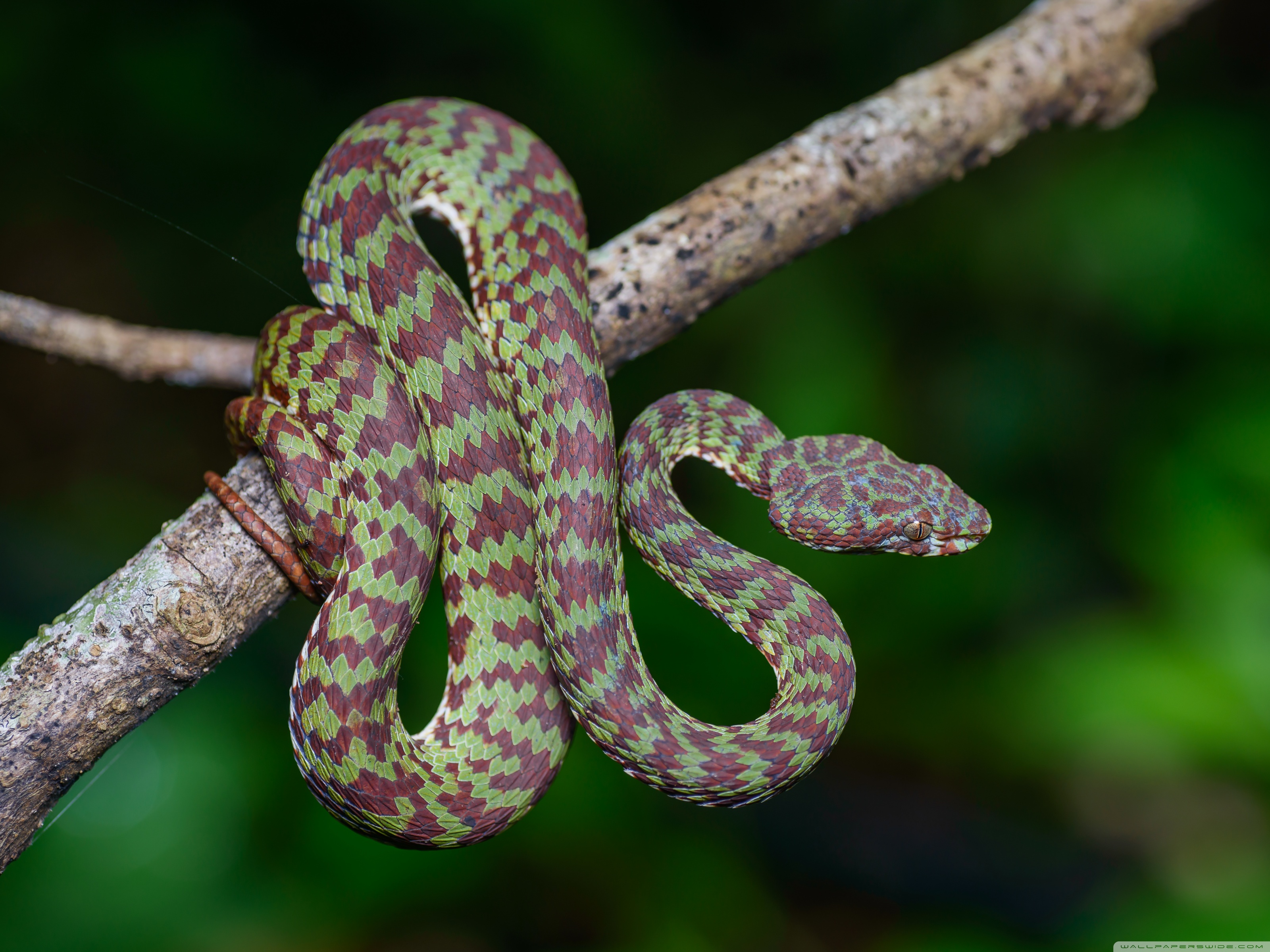 Beautiful Pit Viper Snake Ultra HD Desktop Background Wallpaper for 4K UHD TV, Widescreen & UltraWide Desktop & Laptop, Multi Display, Dual Monitor, Tablet