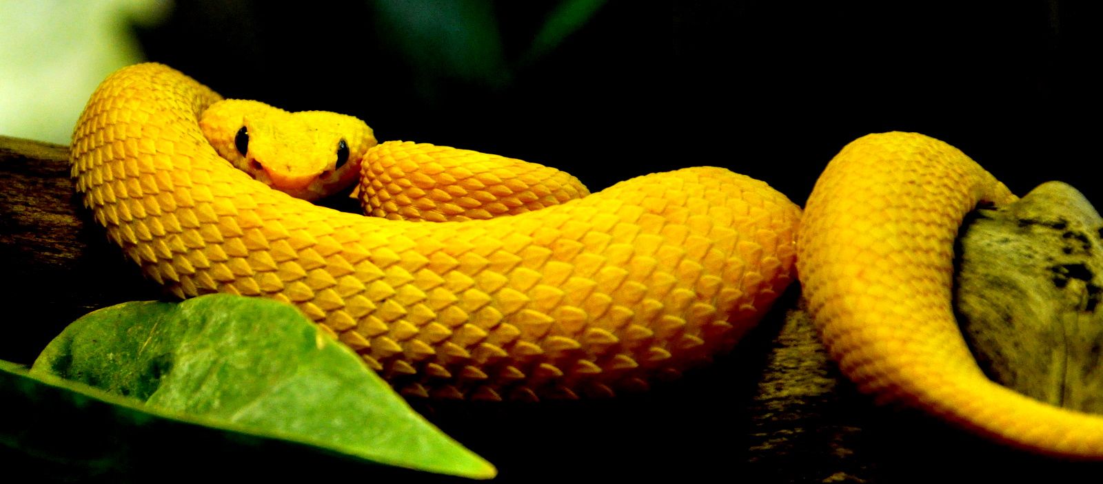 Blue Eyelash Viper. Viper, Eyelashes, Snake