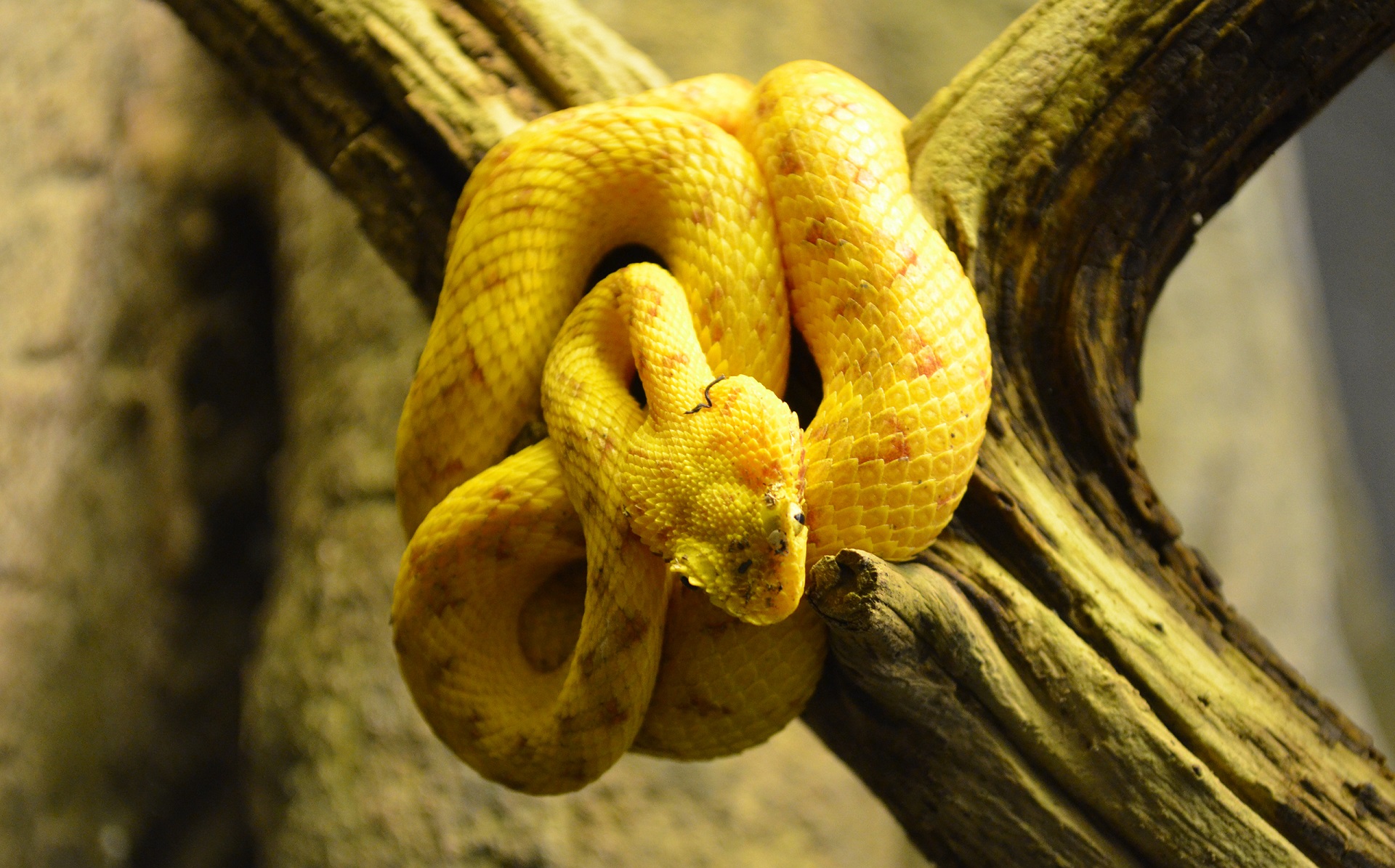 HD desktop wallpaper: Animal, Snake, Reptiles, Viper, Eyelash Viper download free picture