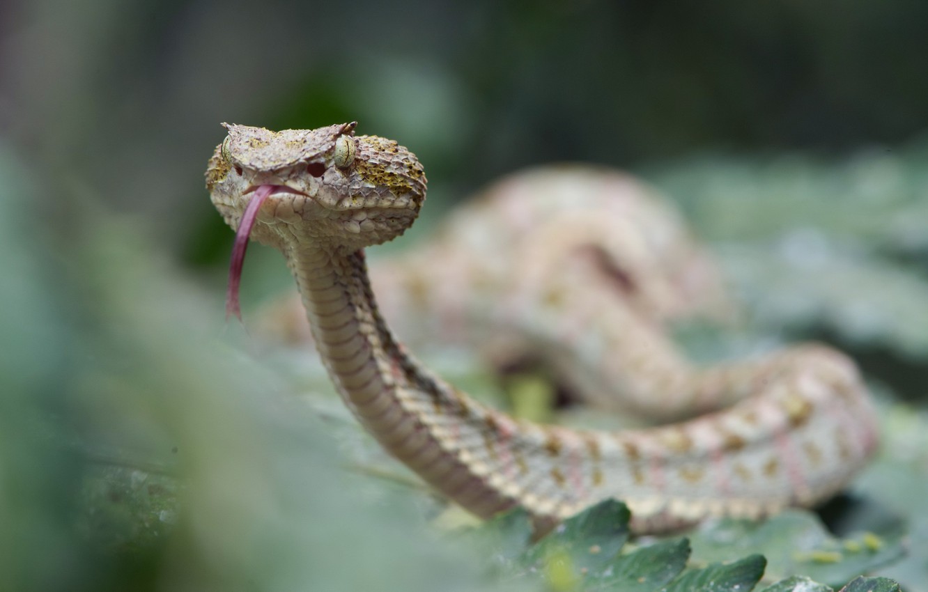 Wallpaper snake, Bothriechis schlegelii, Eyelash viper image for desktop, section животные