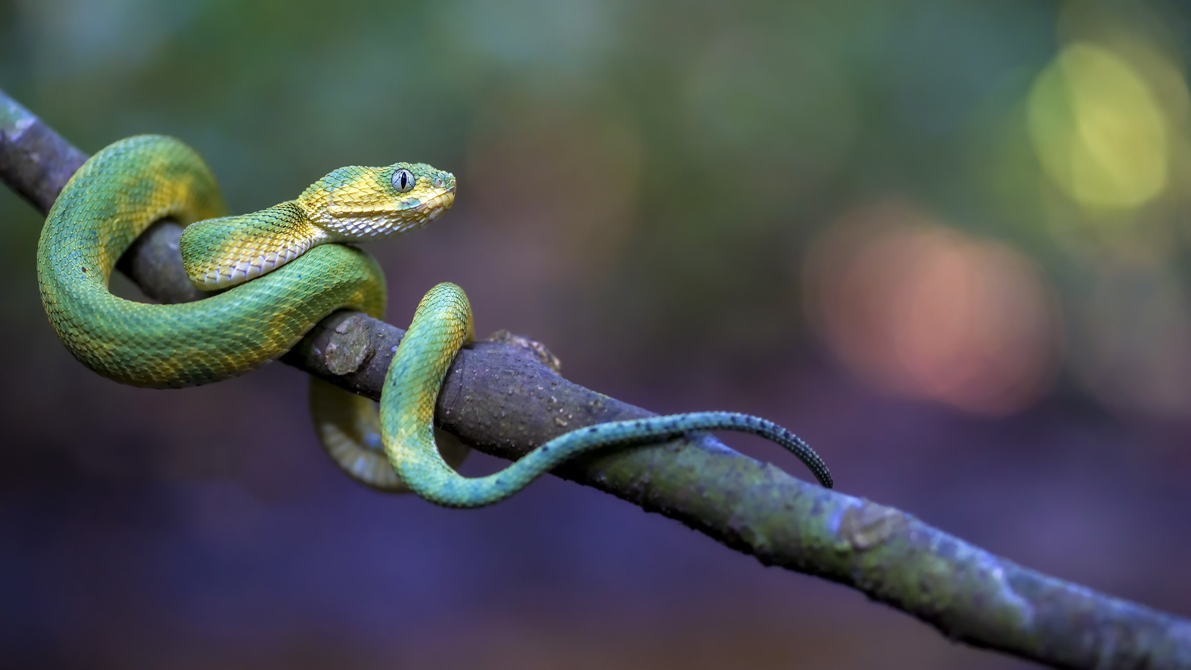 Green Bush Viper