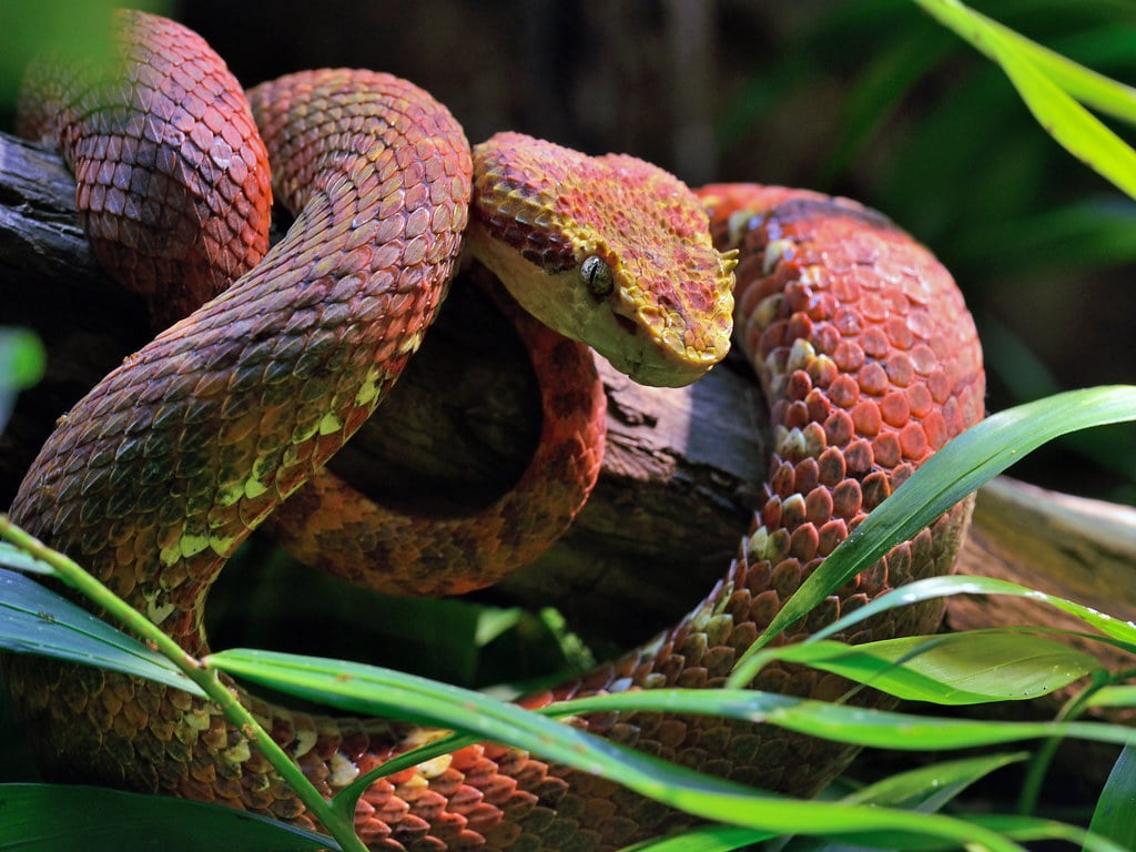 Eyelash Viper Wallpapers - Wallpaper Cave