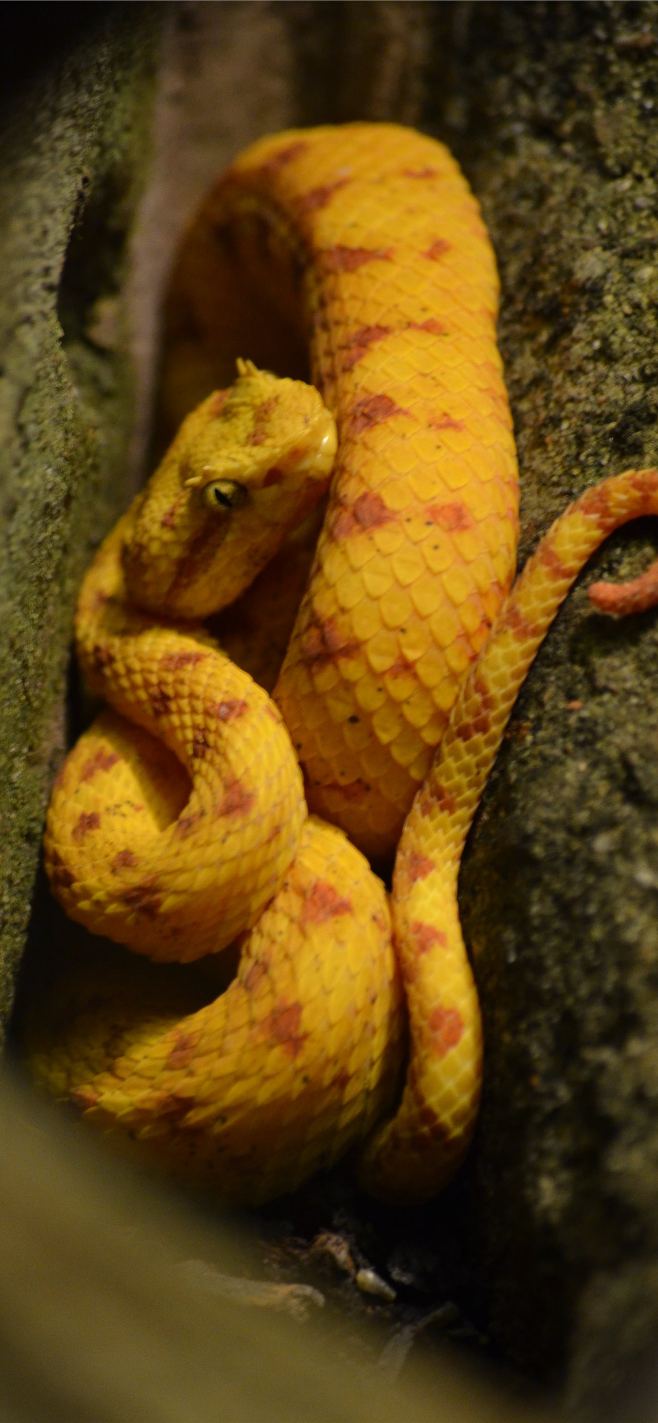 vogels pit viper trimeresurus vogeli iPhone Wallpaper Free Download