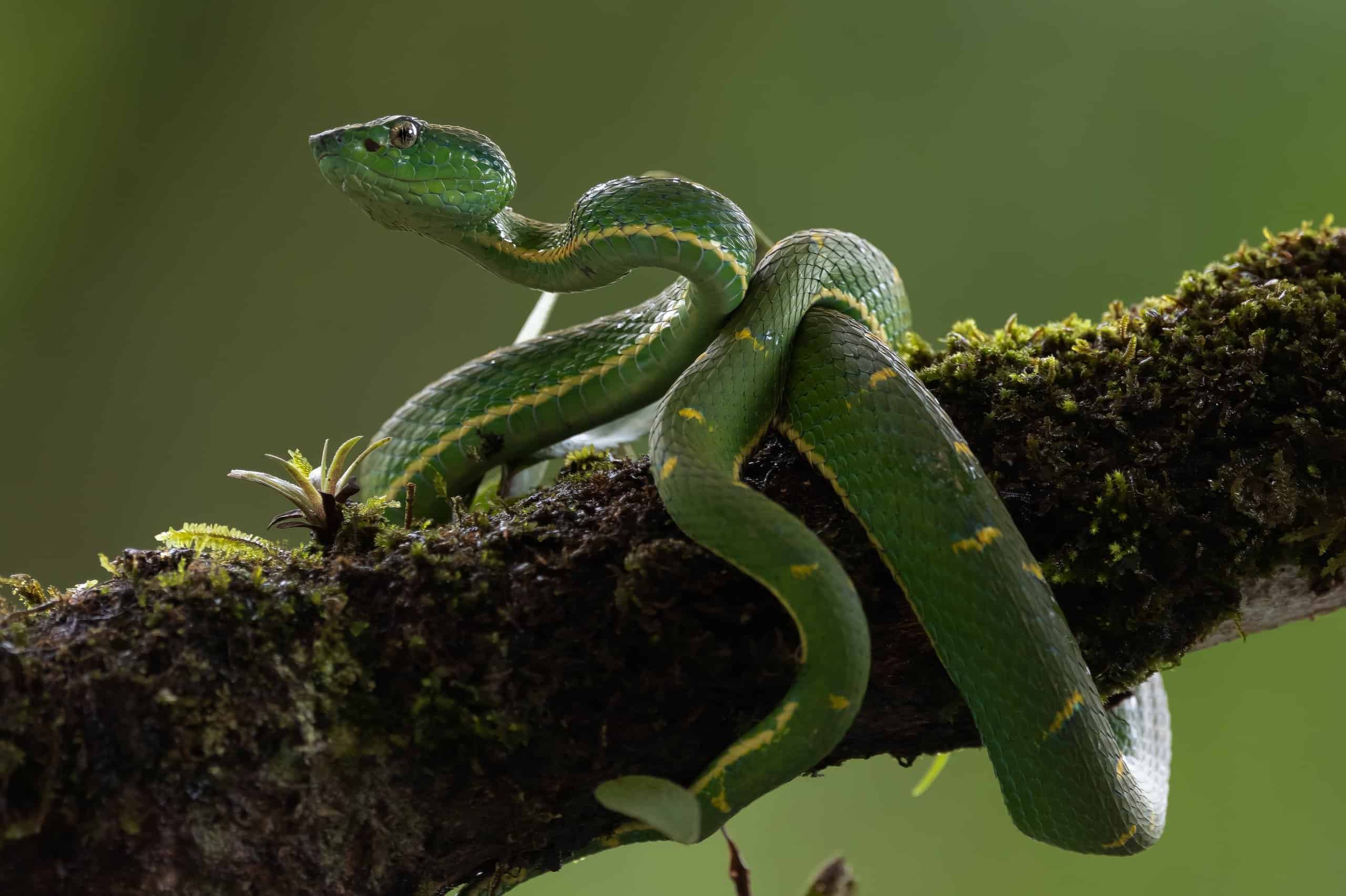 Pit Viper Picture