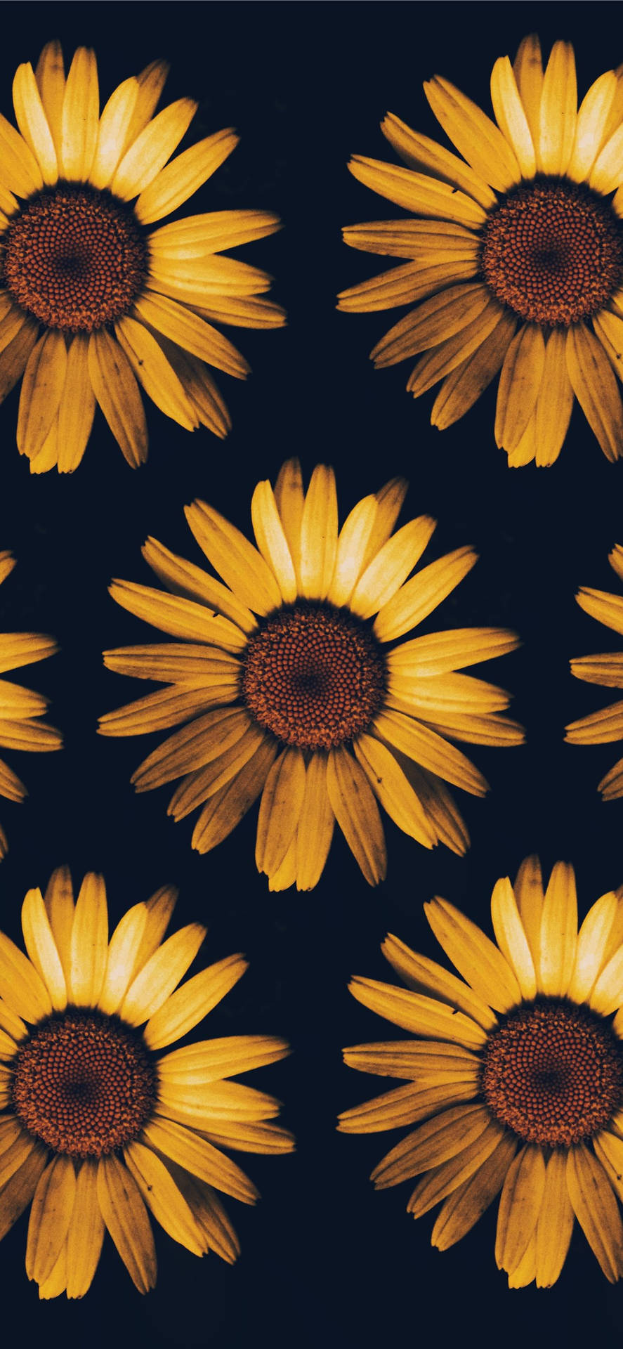 Free Sunflower iPhone Wallpaper Downloads, Sunflower iPhone Wallpaper for FREE