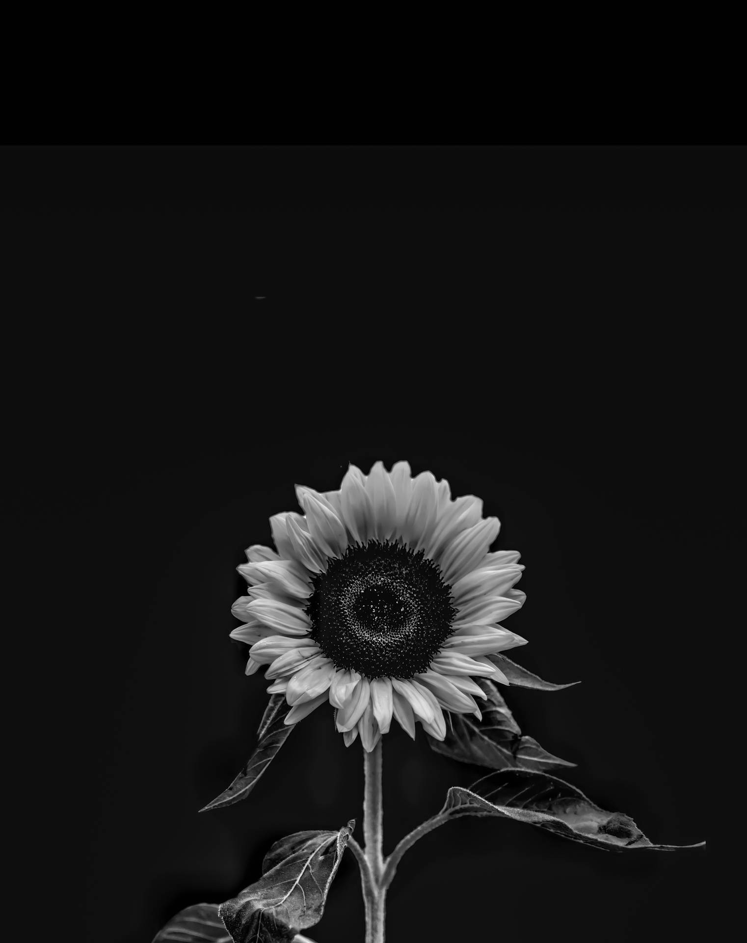 Download iPhone 4k Black White Sunflower Wallpaper