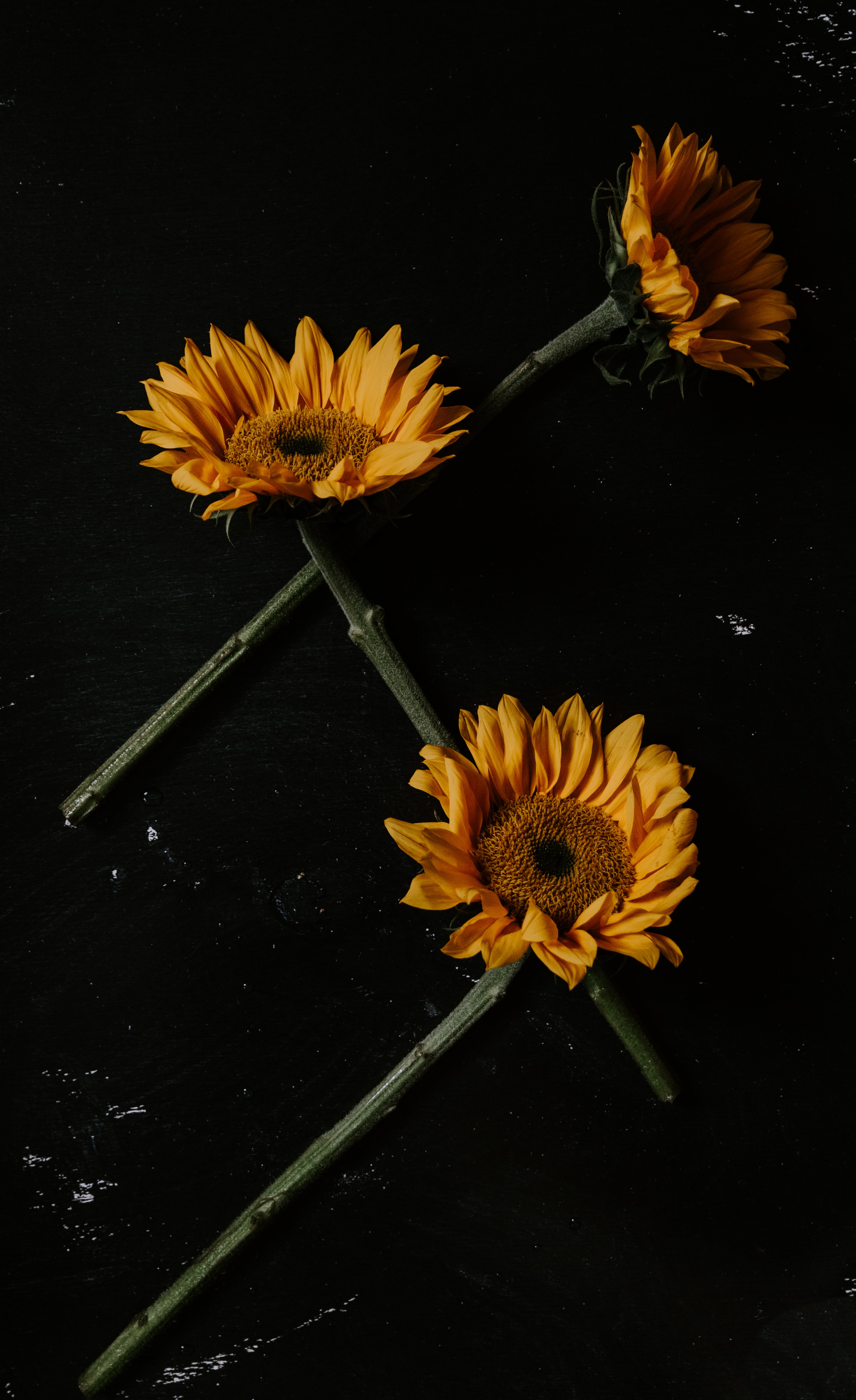 Download Sunflowers wallpaper for mobile phone, free Sunflowers HD picture