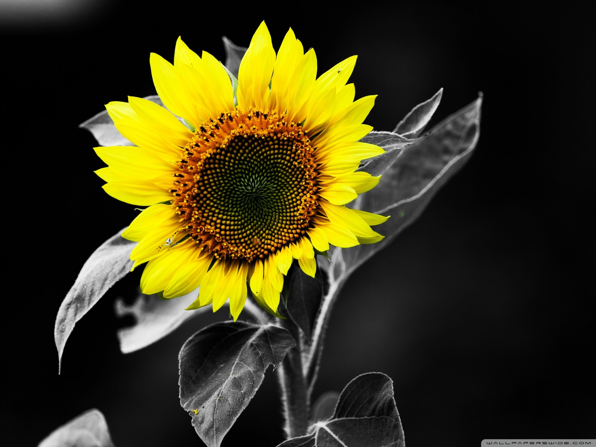 Sunflower Black And White Ultra HD Desktop Background Wallpaper for 4K UHD TV, Tablet