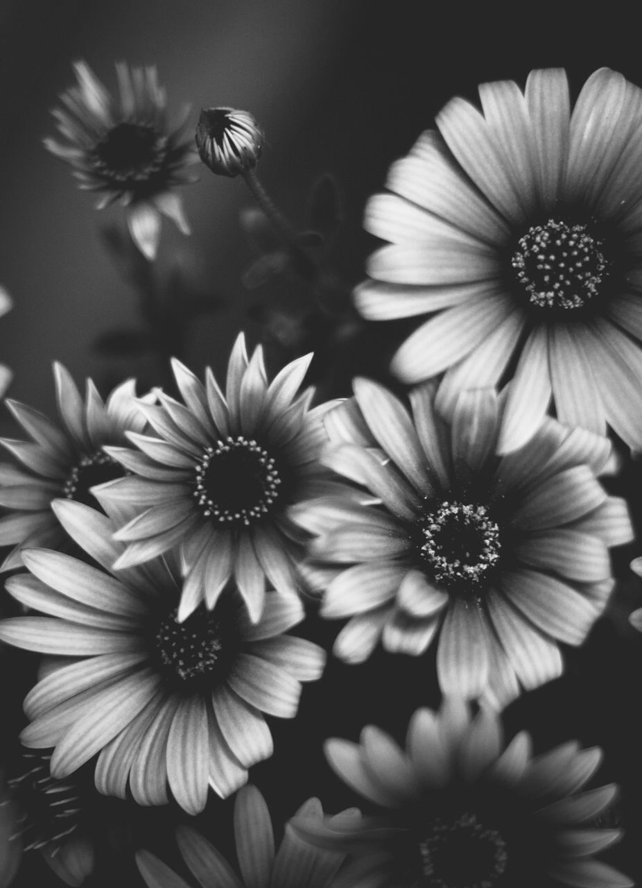 Black and White Sunflower Wallpaper Free Black and White Sunflower Background