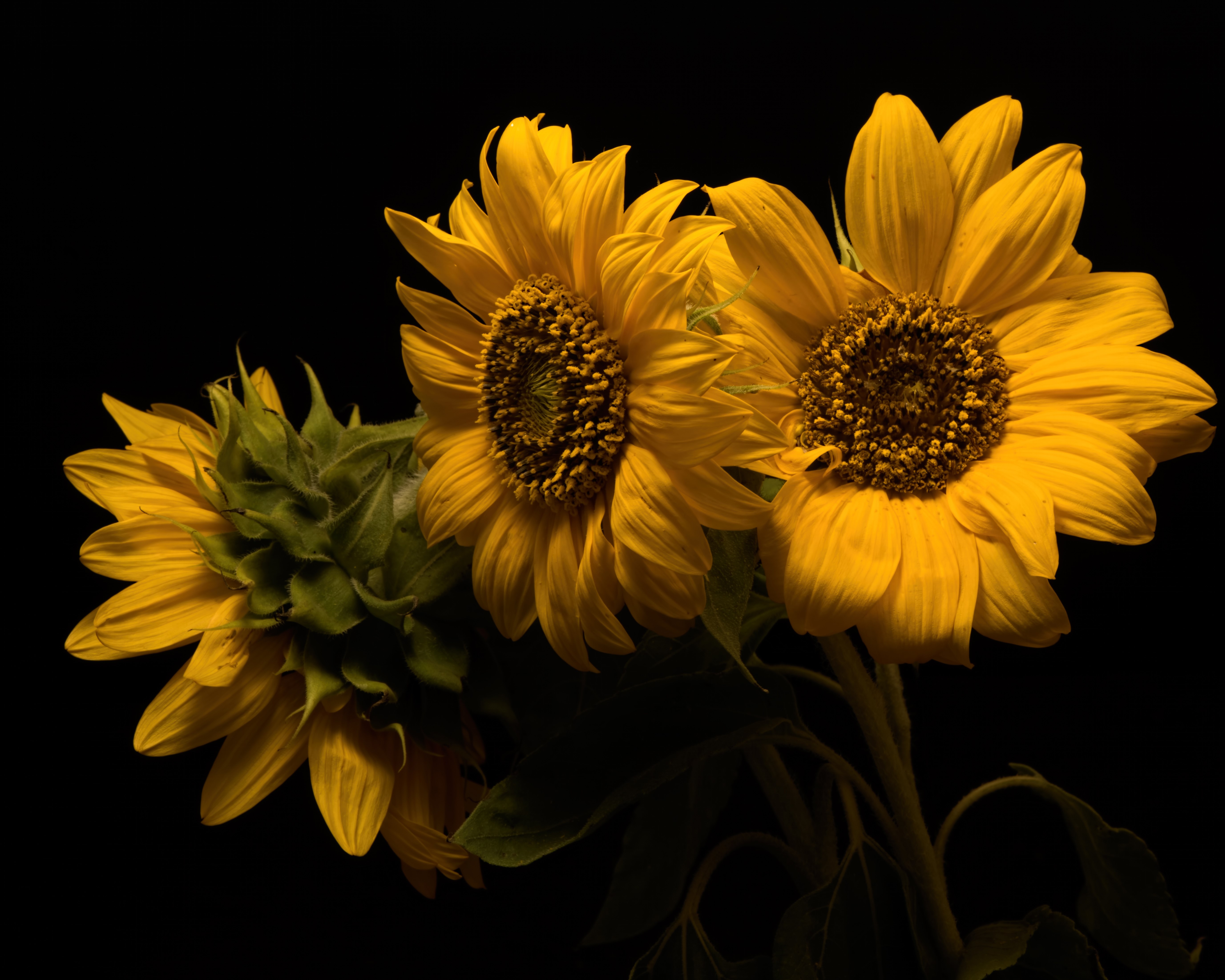 4K, 5K, Sunflowers, Closeup, Black background, Three Yellow Gallery HD Wallpaper