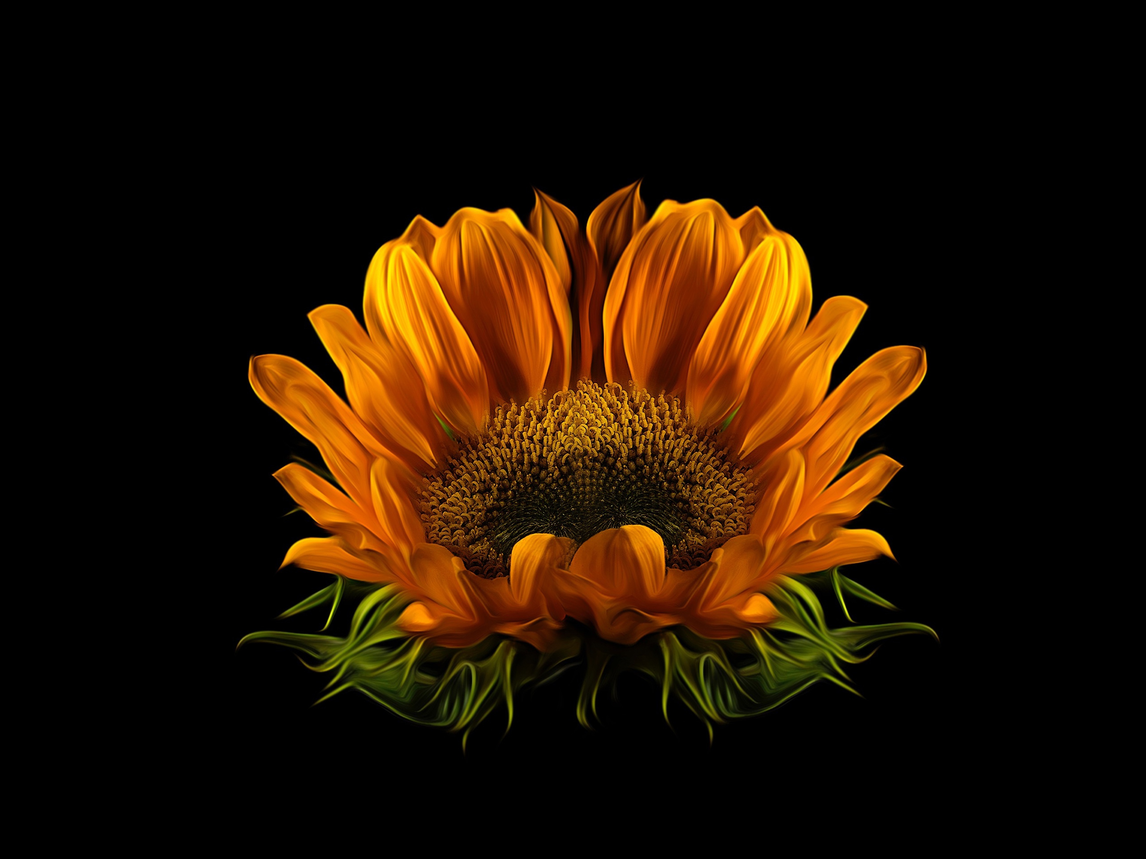 Sunflower flower on black background Desktop wallpaper 1600x900