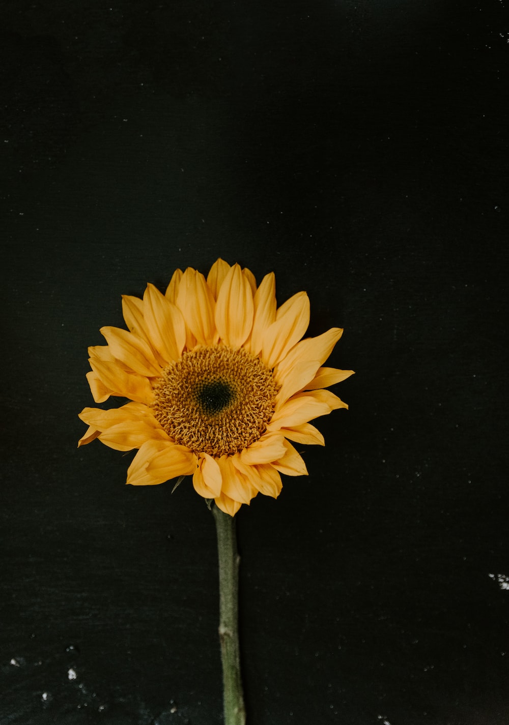 yellow sunflower on black background photo