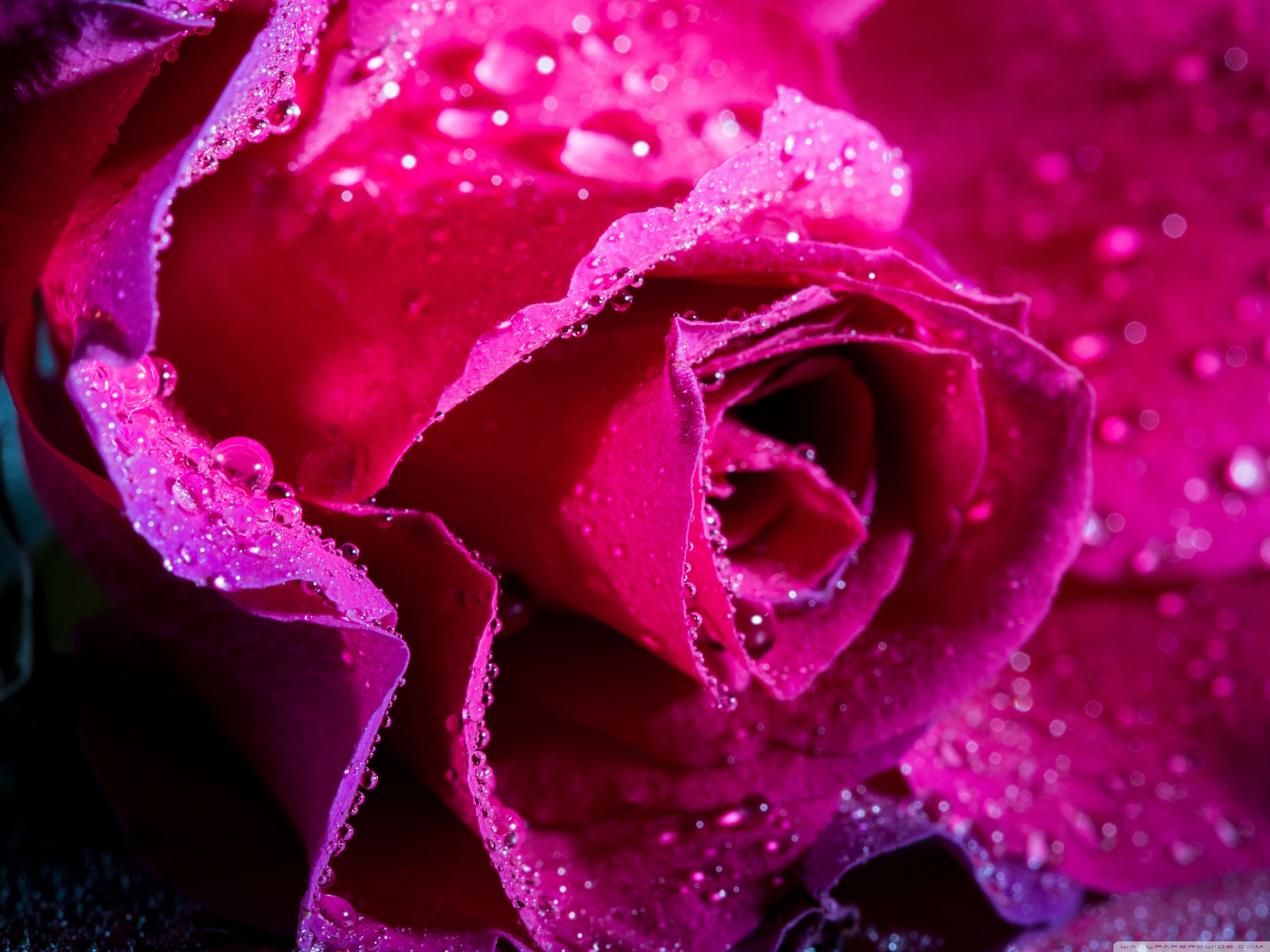 Magenta Roses Wallpaper Free Magenta Roses Background