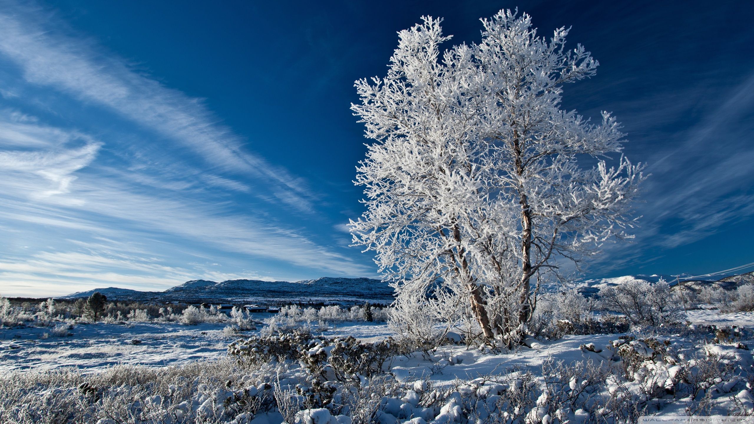 Winter Sky Wallpaper