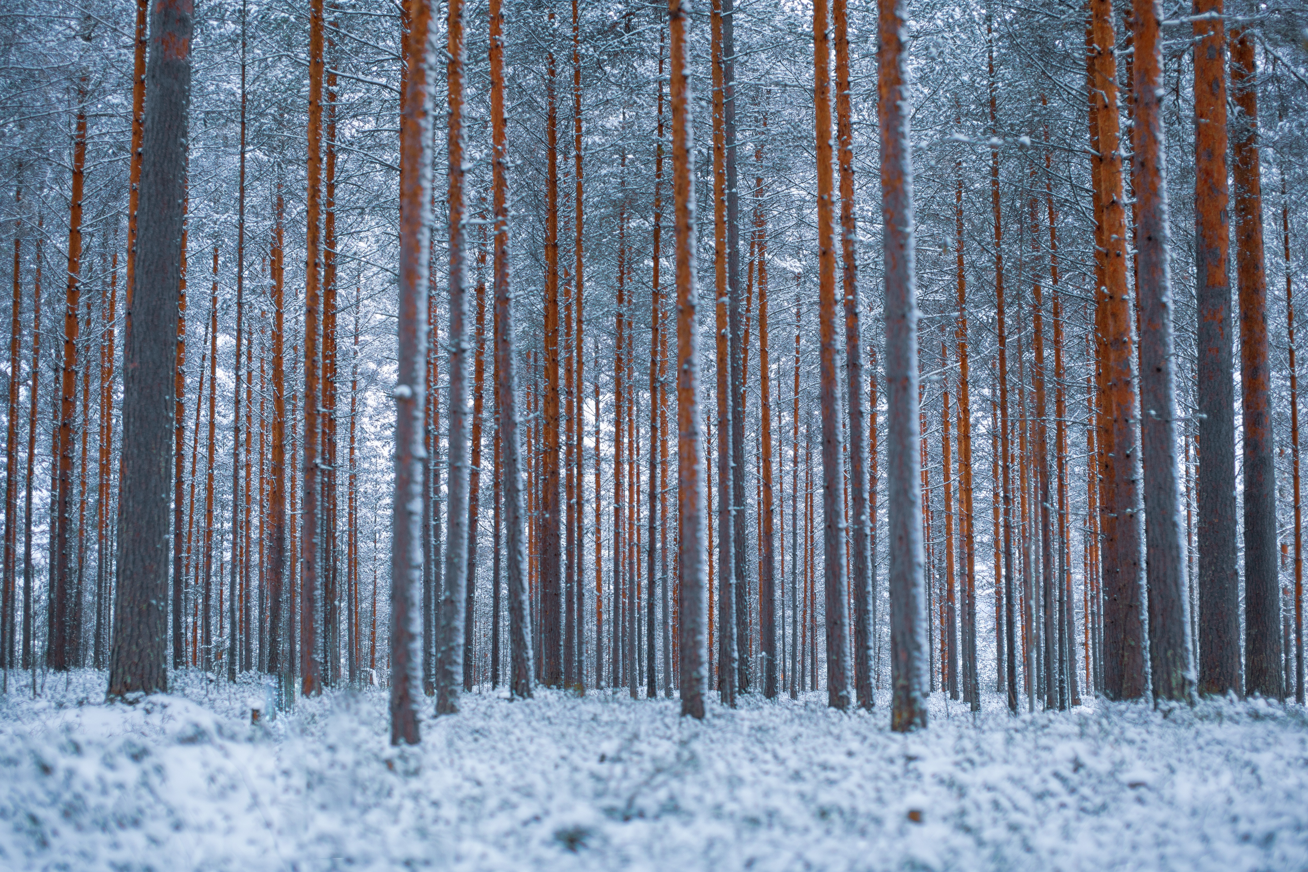 Mobile wallpaper: Trees, Forest, Snow, Winter, Minimalism, 137262 download the picture for free