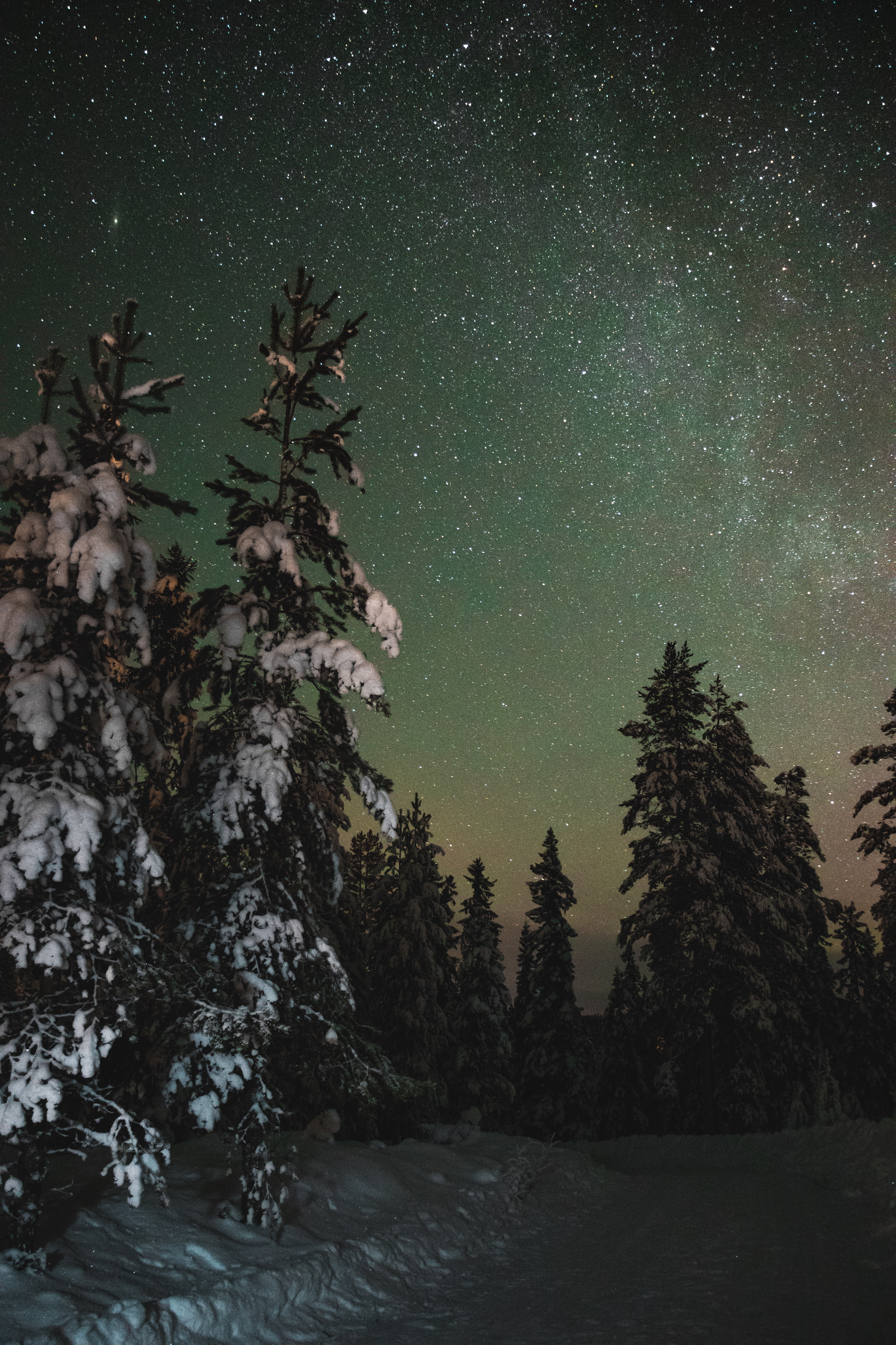 Mobile wallpaper: Trees, Winter, Stars, Nature, Starry Sky, Night, Snow, 55898 download the picture for free