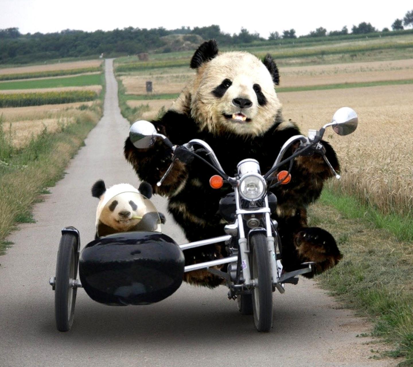 Download Funny pandas wallpaper for your mobile cell phone