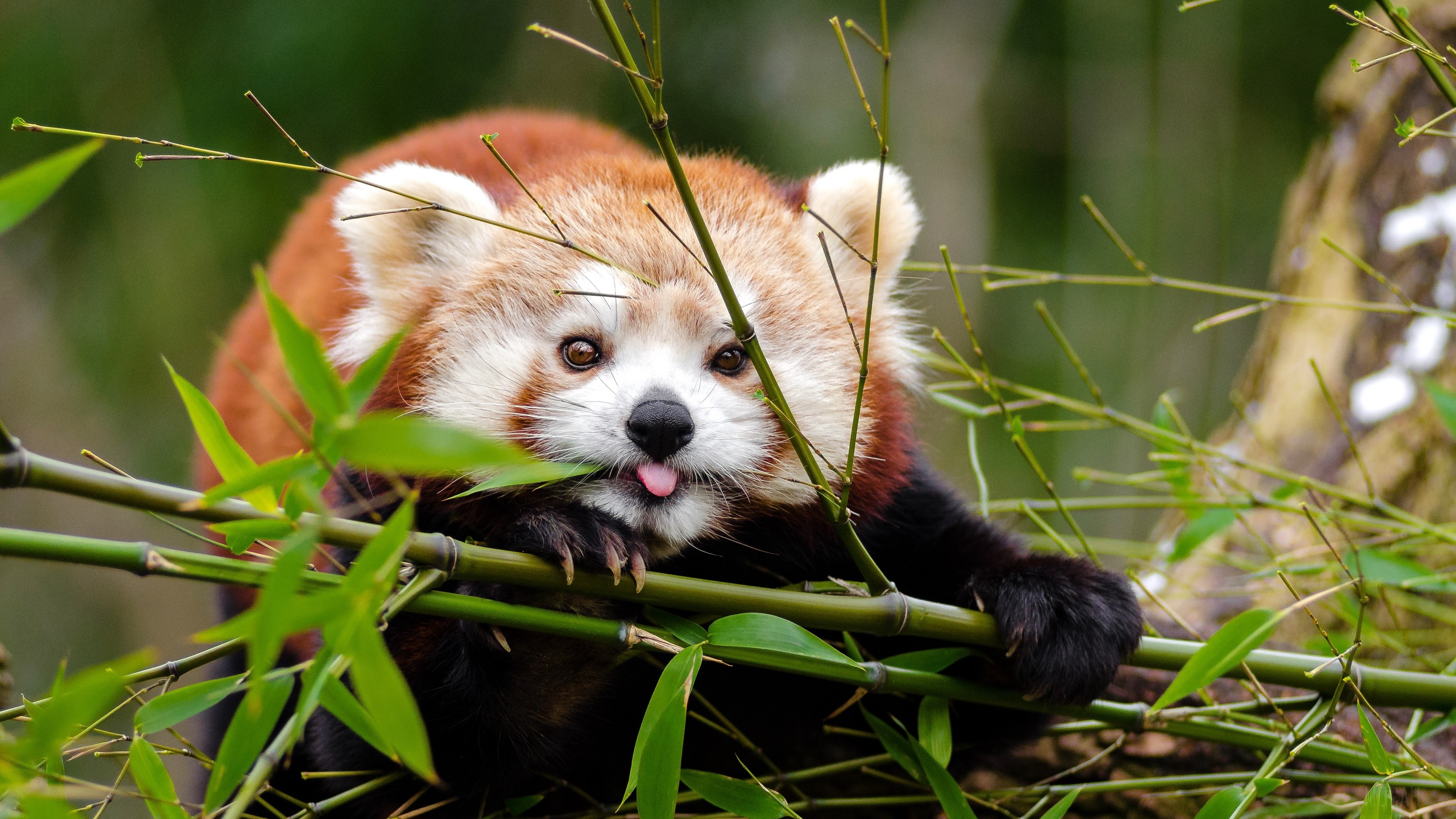 fiery panda, red panda, protruding tongue, funny 4k Gallery HD Wallpaper