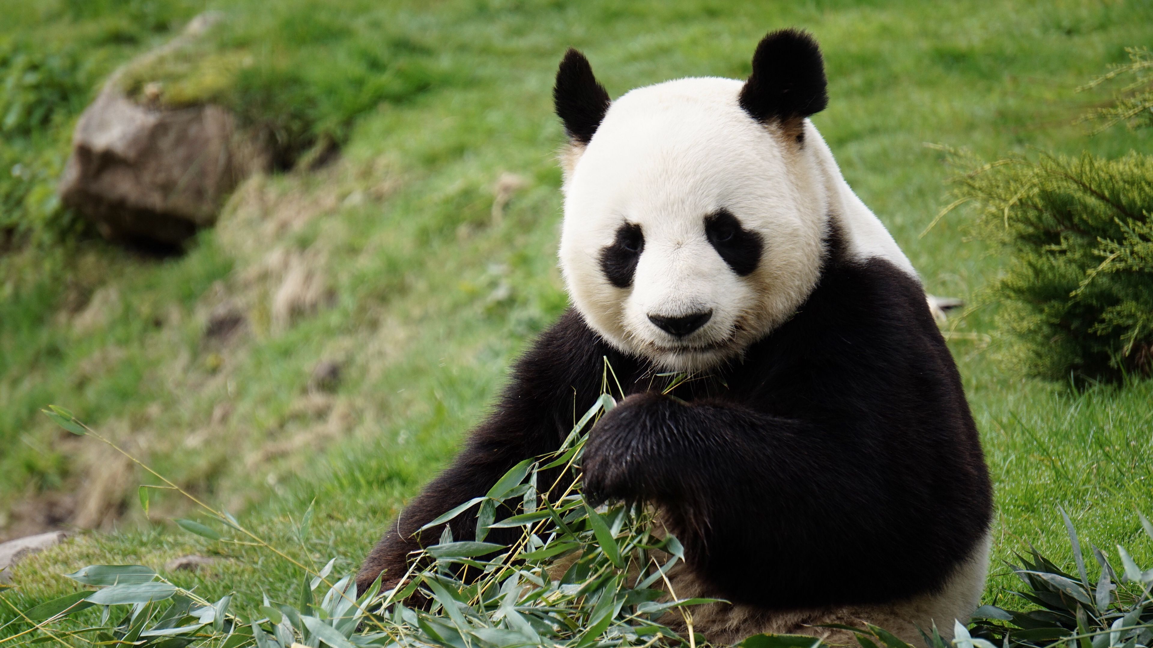 Wallpaper / panda, funny, animal, bamboo, 4k free download
