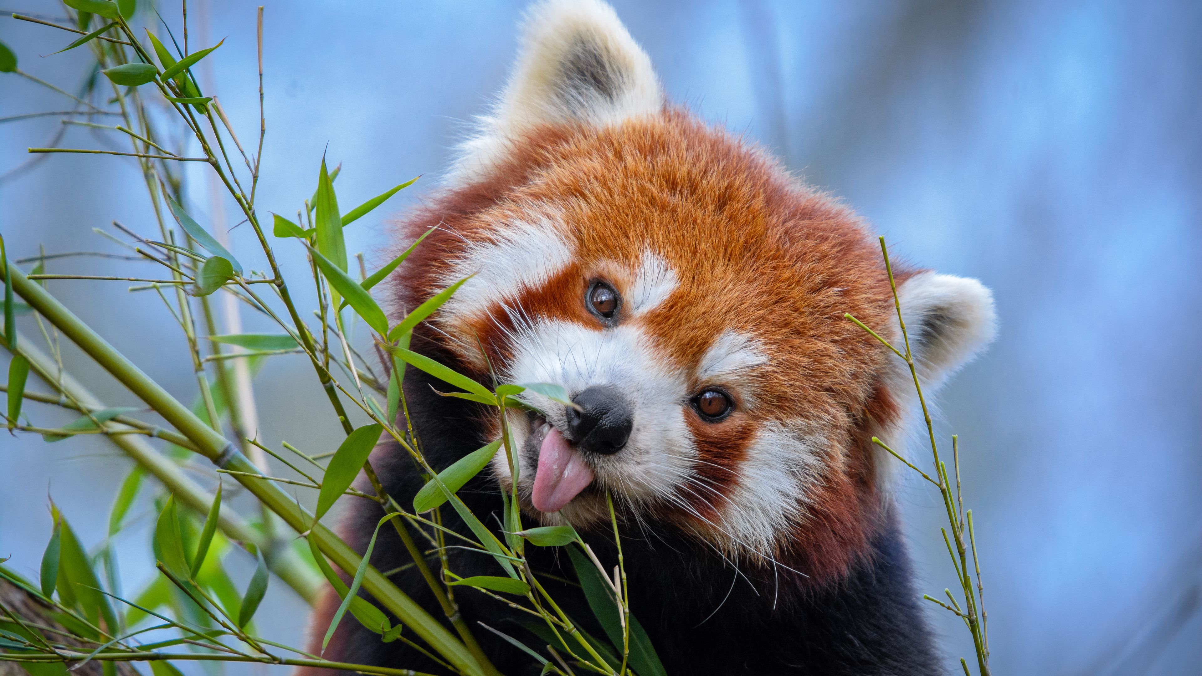 Wallpaper / red panda, tongue protruding, cute, funny, animal, bamboo, 4k free download