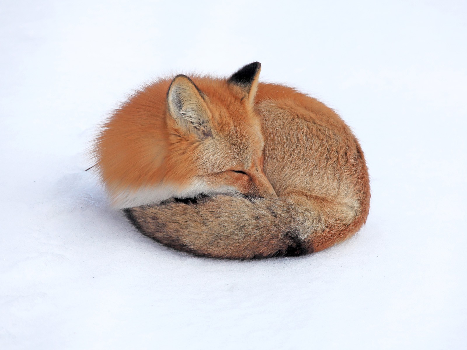 fox, Sleep Wallpaper HD / Desktop and Mobile Background