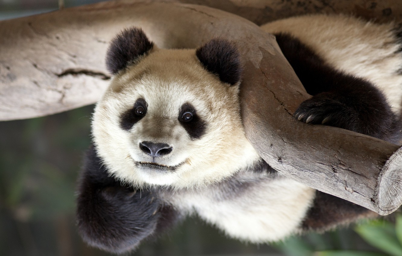 Wallpaper bear, Panda, funny, acrobat image for desktop, section животные